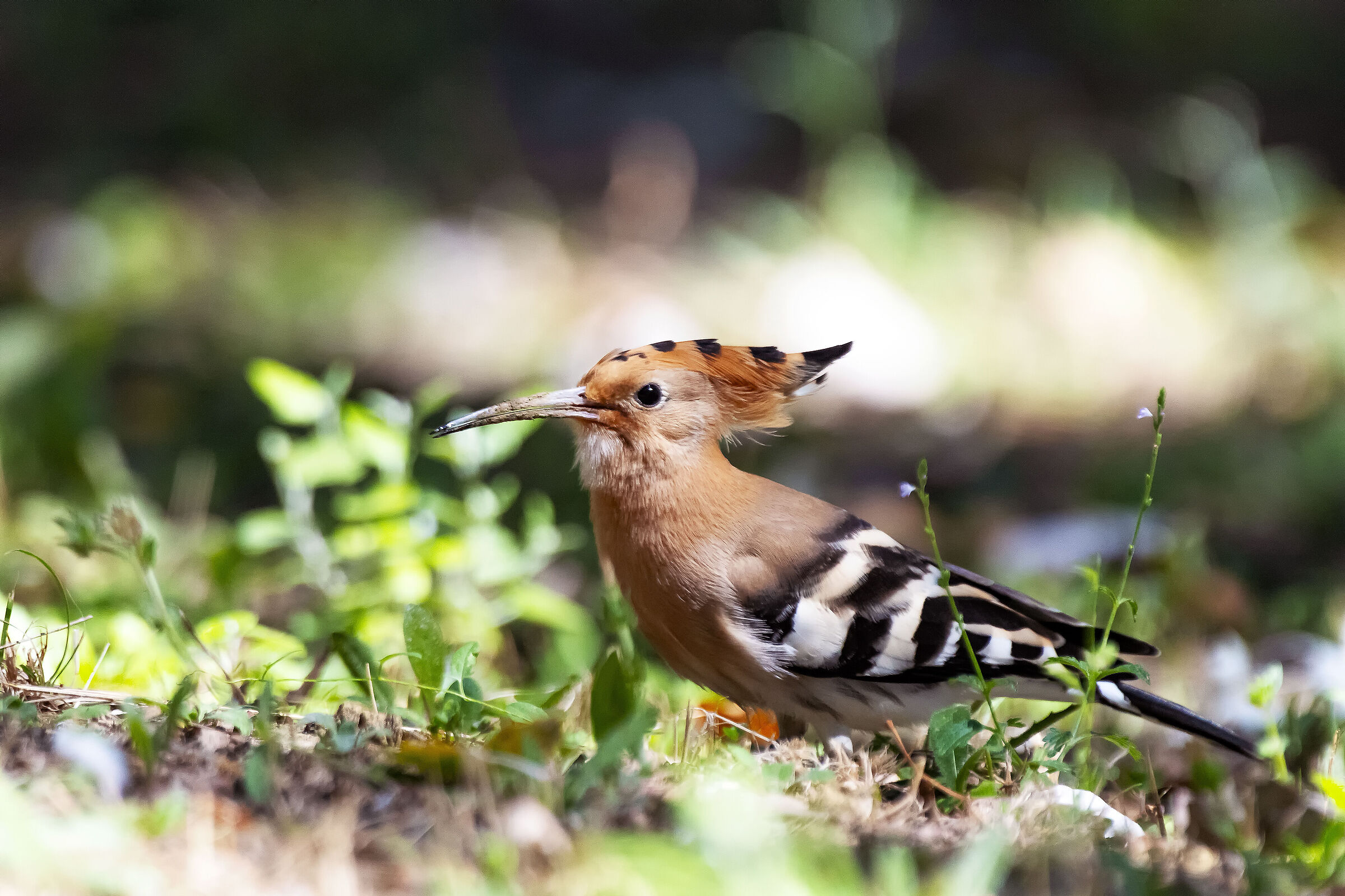 Hoopoe