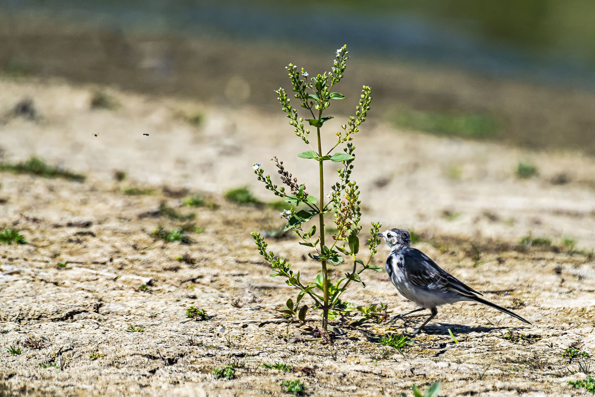 The White Ballerina and the buds