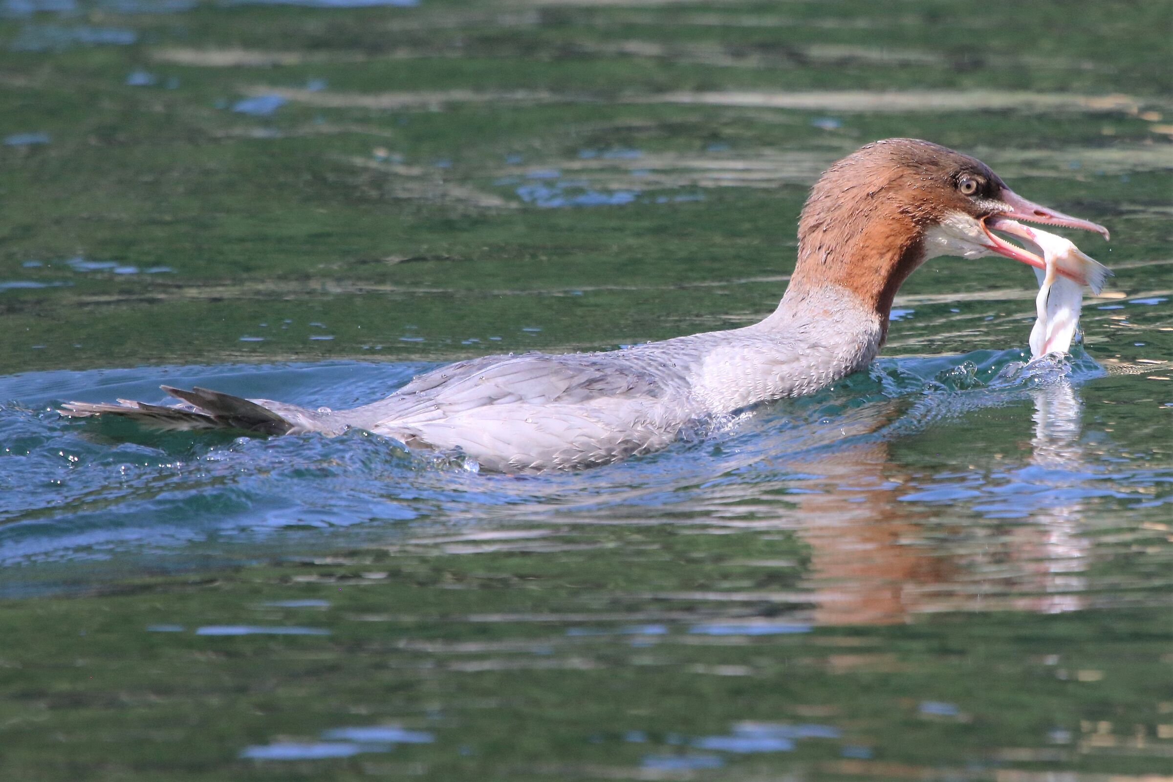 Grebe with prey