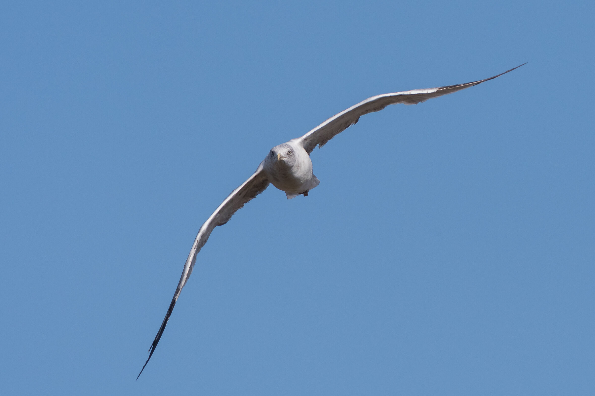 Gull