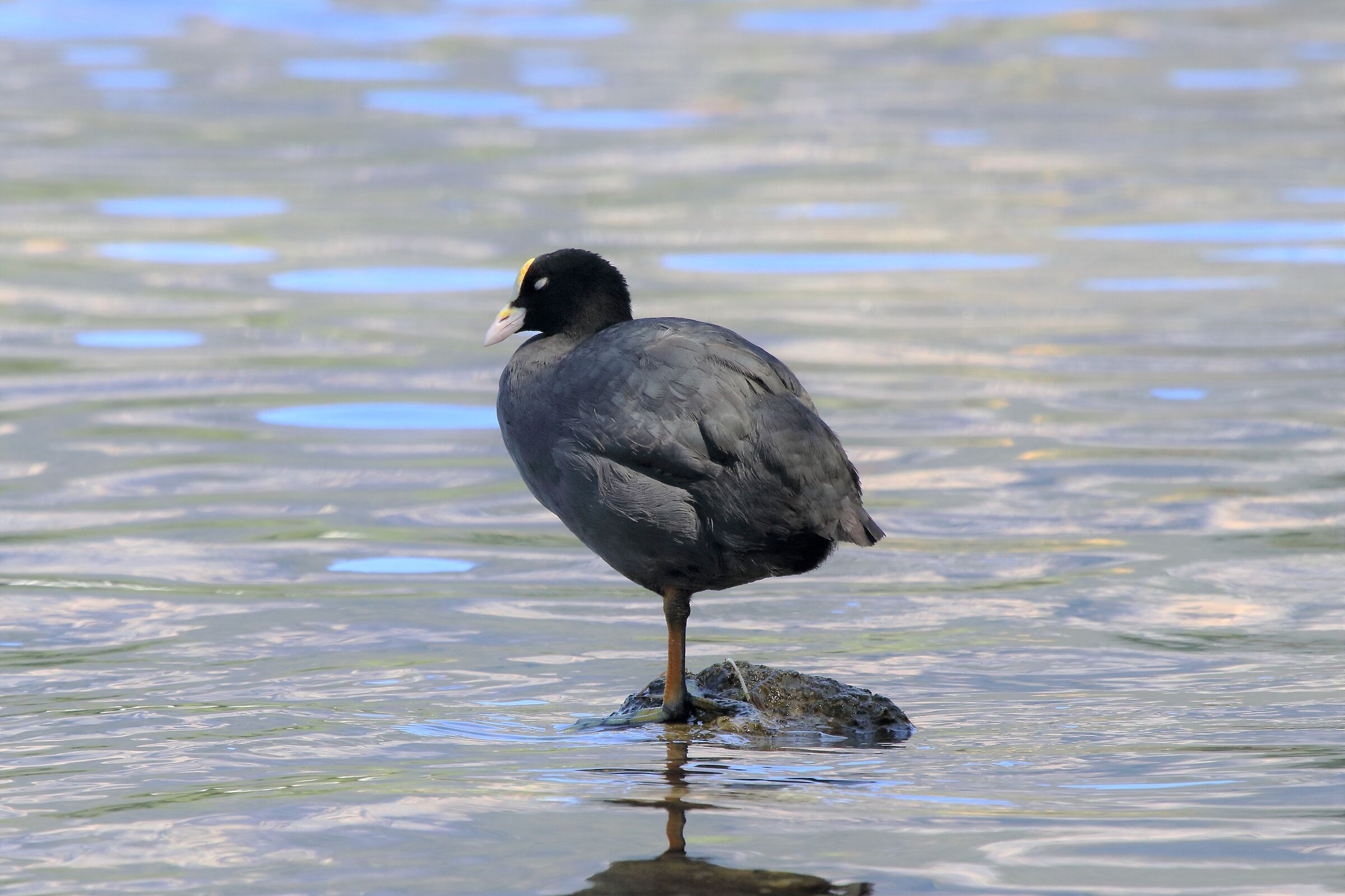 Coot