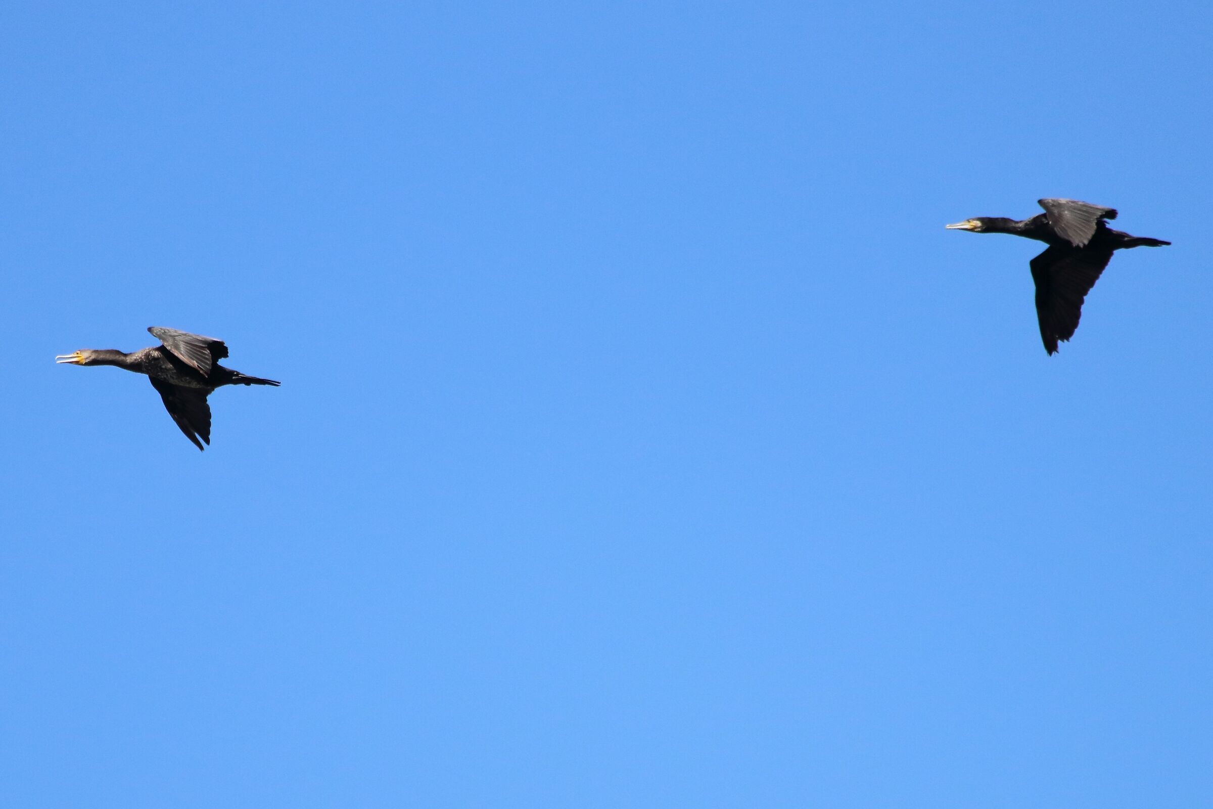 pair of cormorants