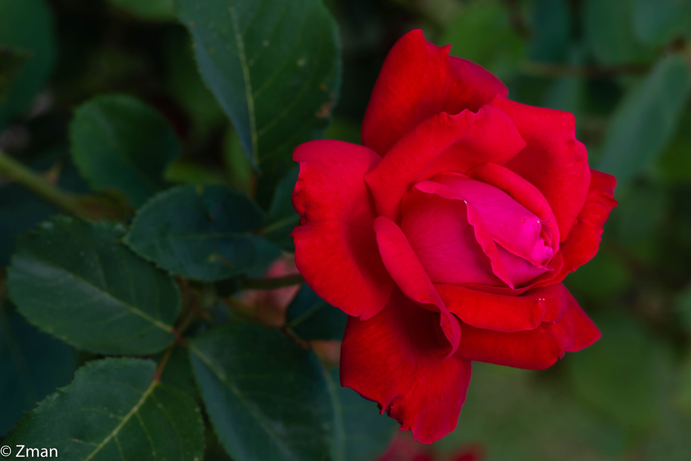 Red Rose