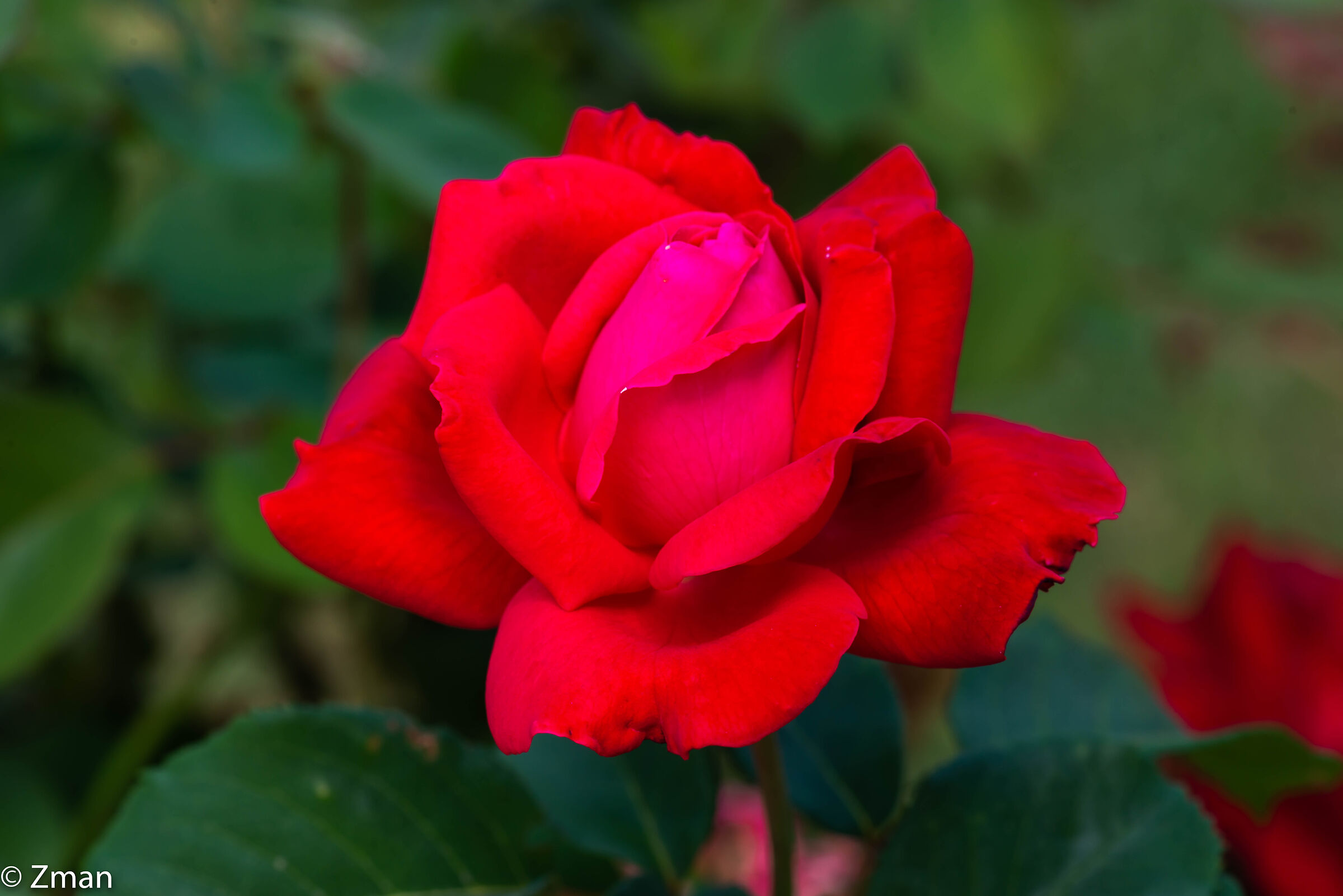 Red Rose