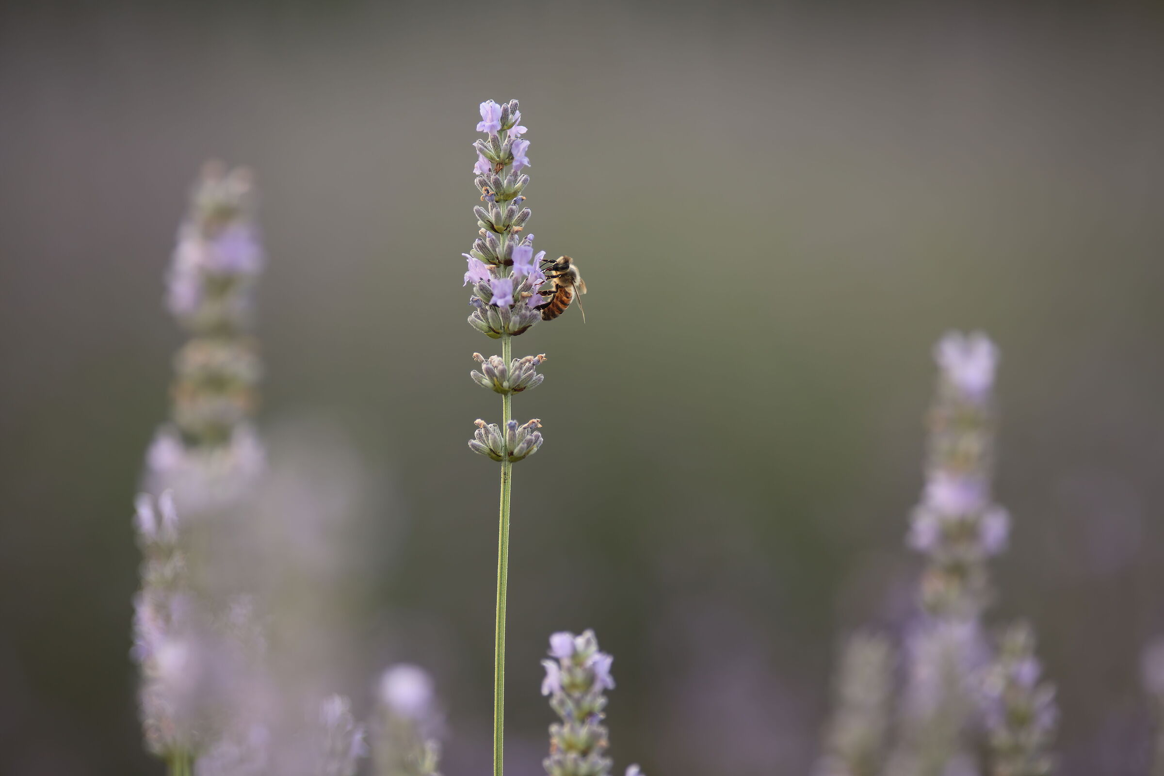 Ape su lavanda, olio su tela 30x20