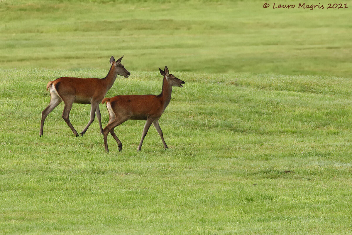 Elegance on the lawn