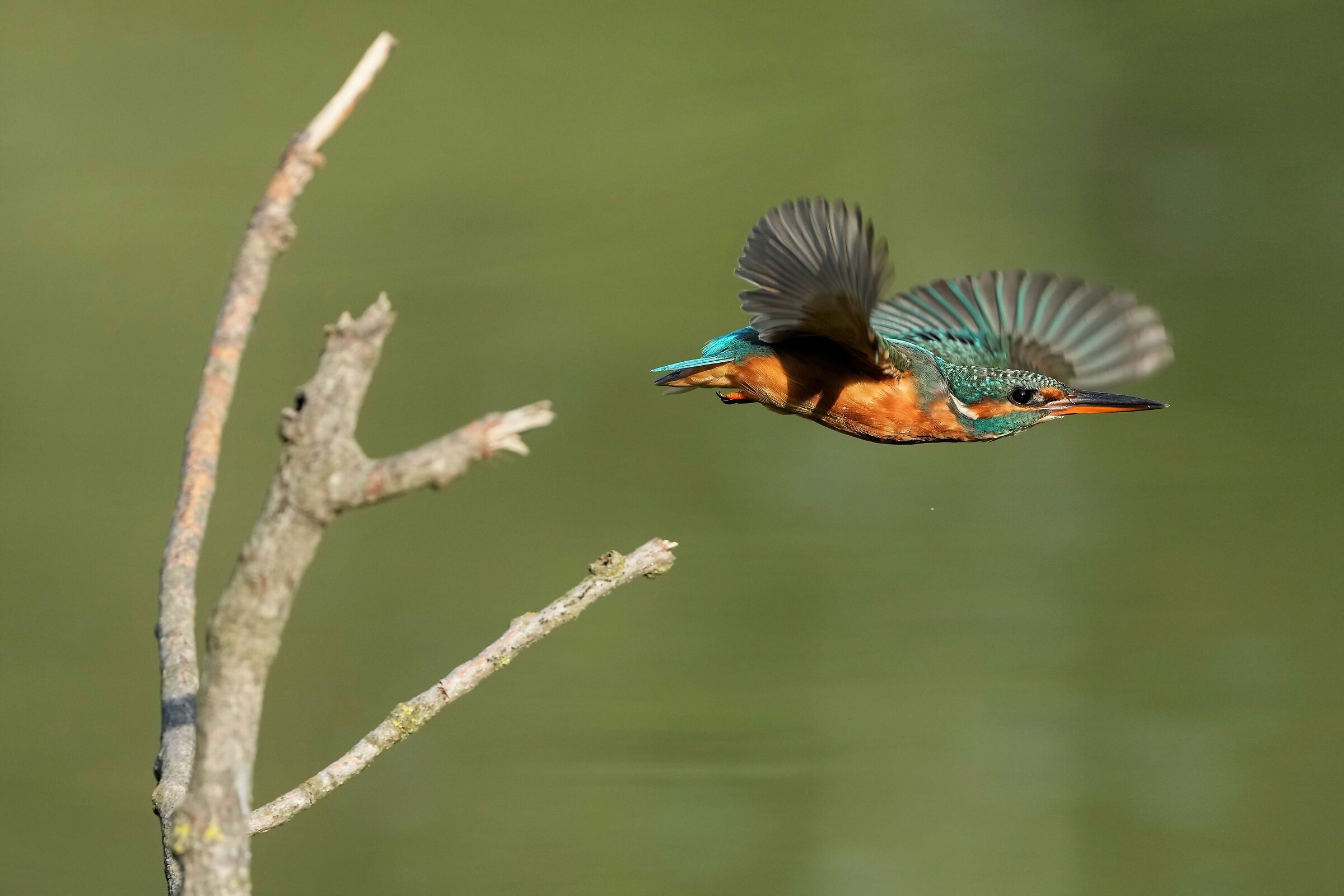kingfisher