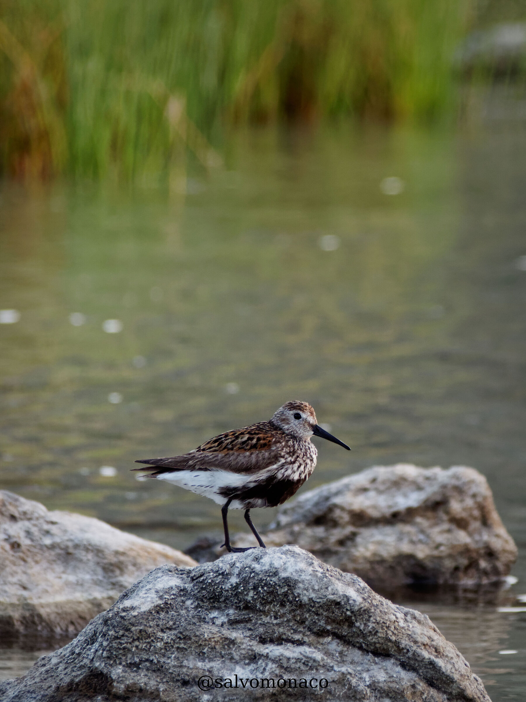 Dunlin