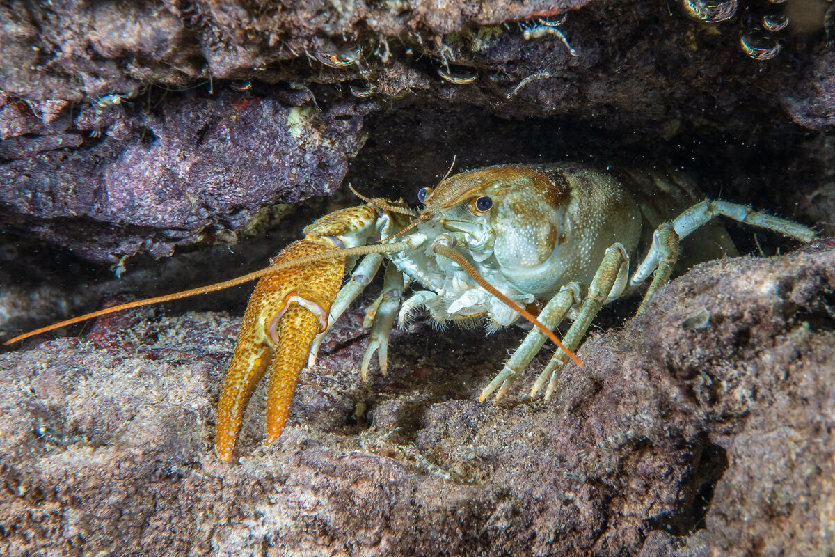 Austropotamobius torrentium