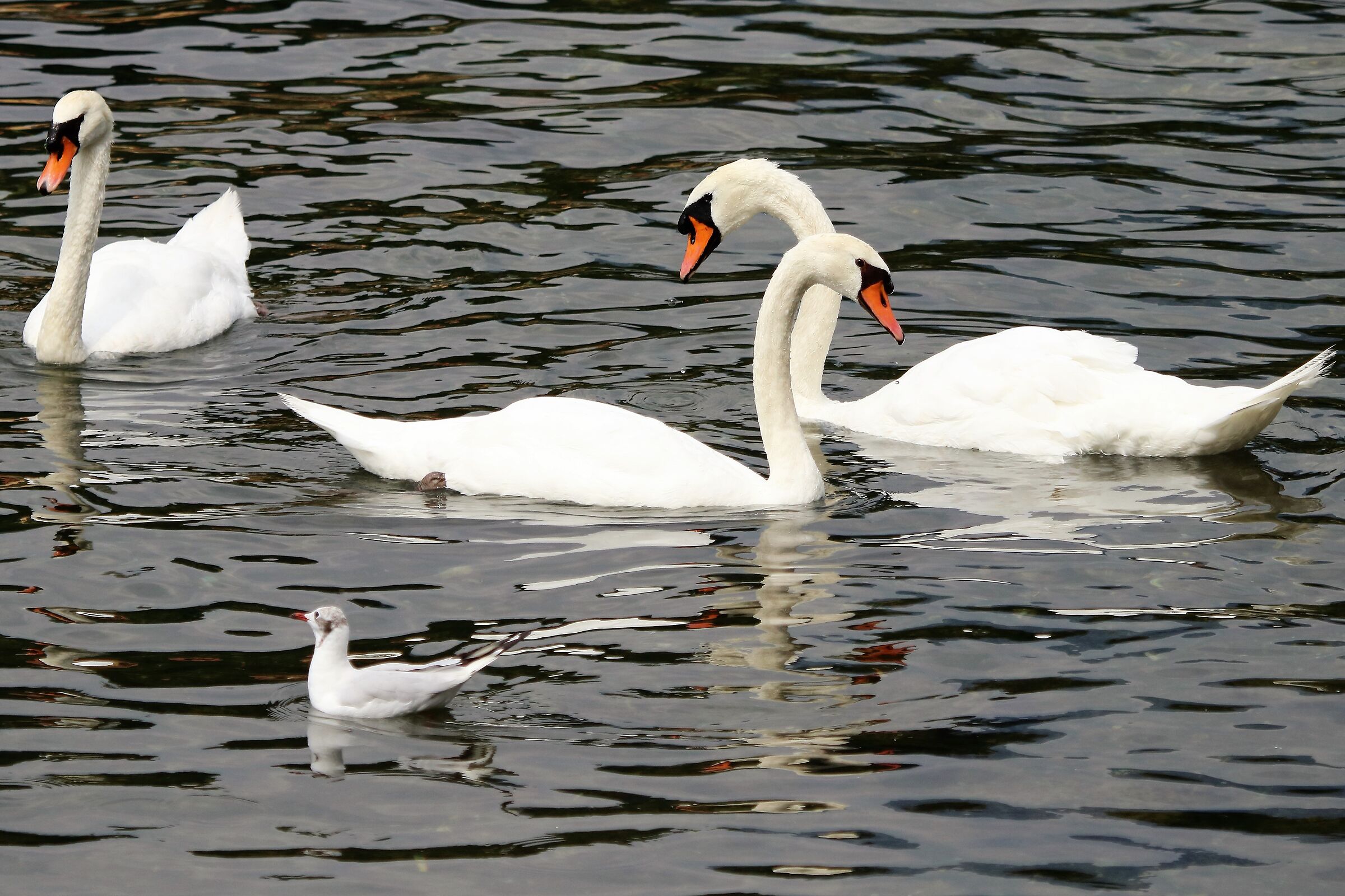 swans
