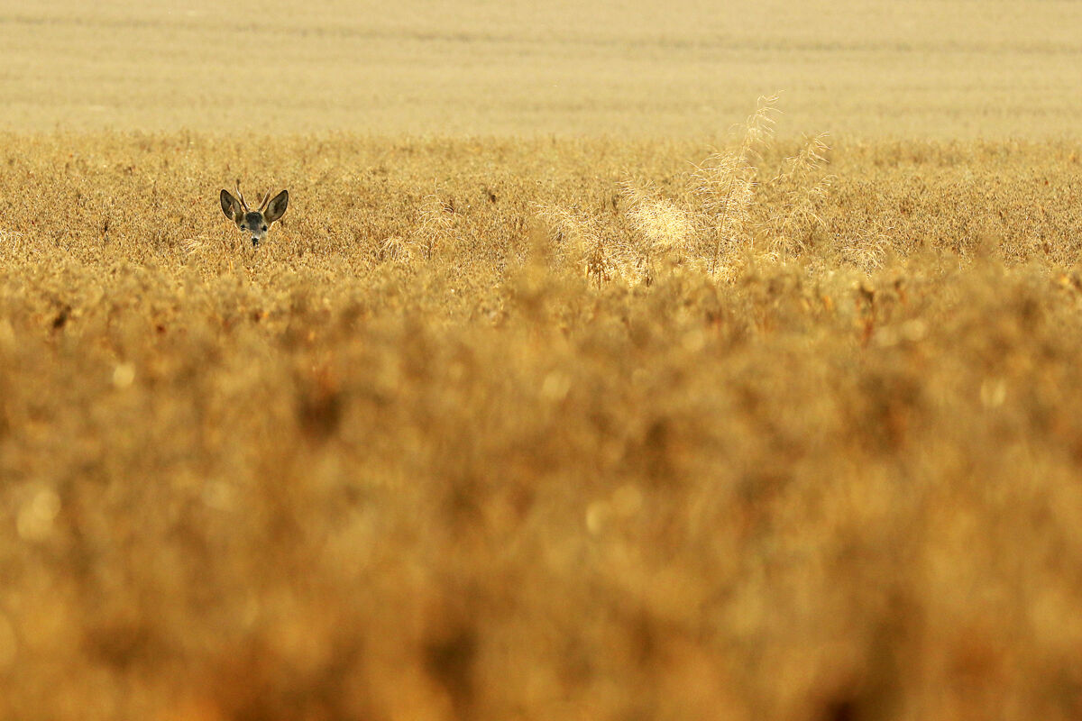 The intruder