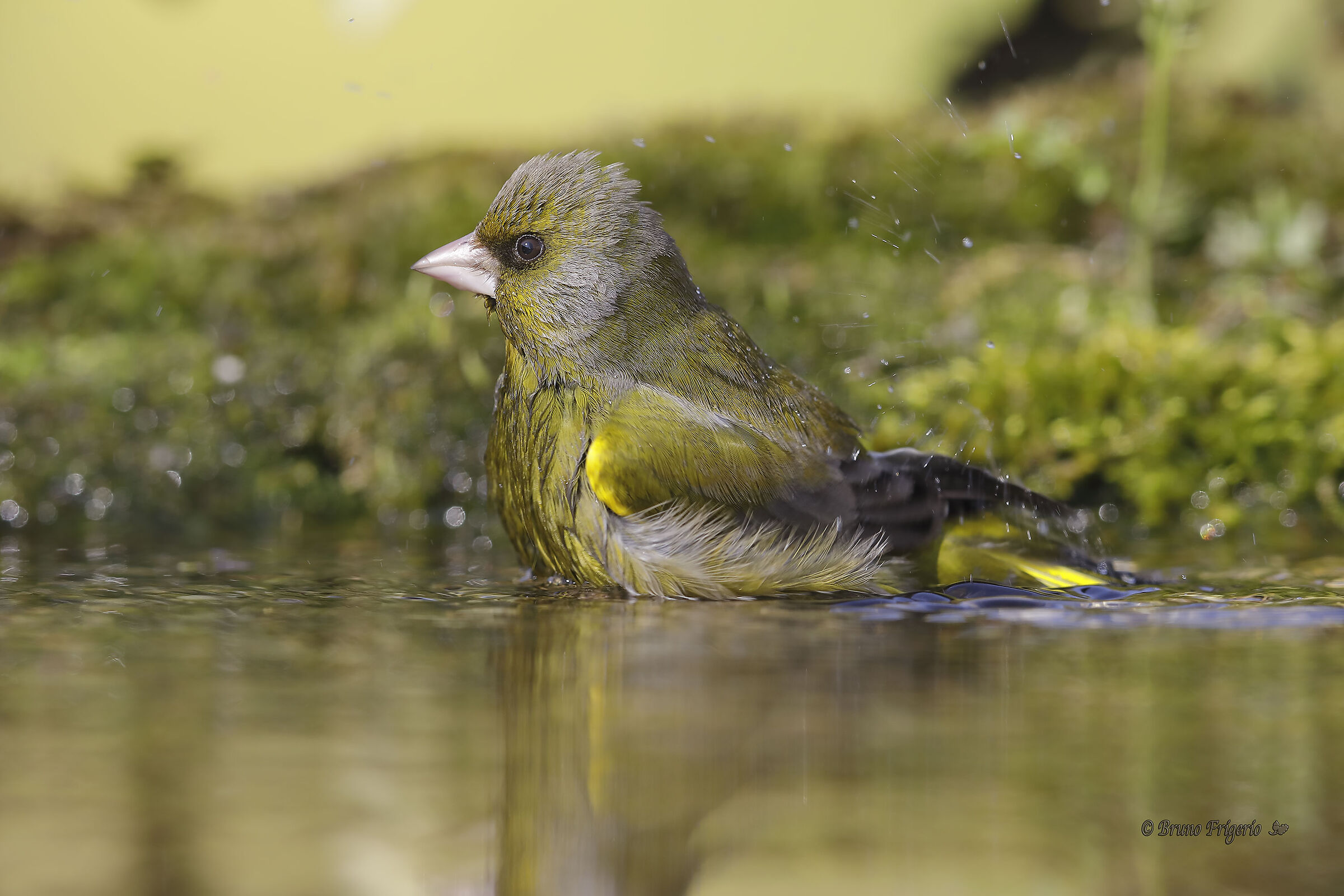 greenfinch