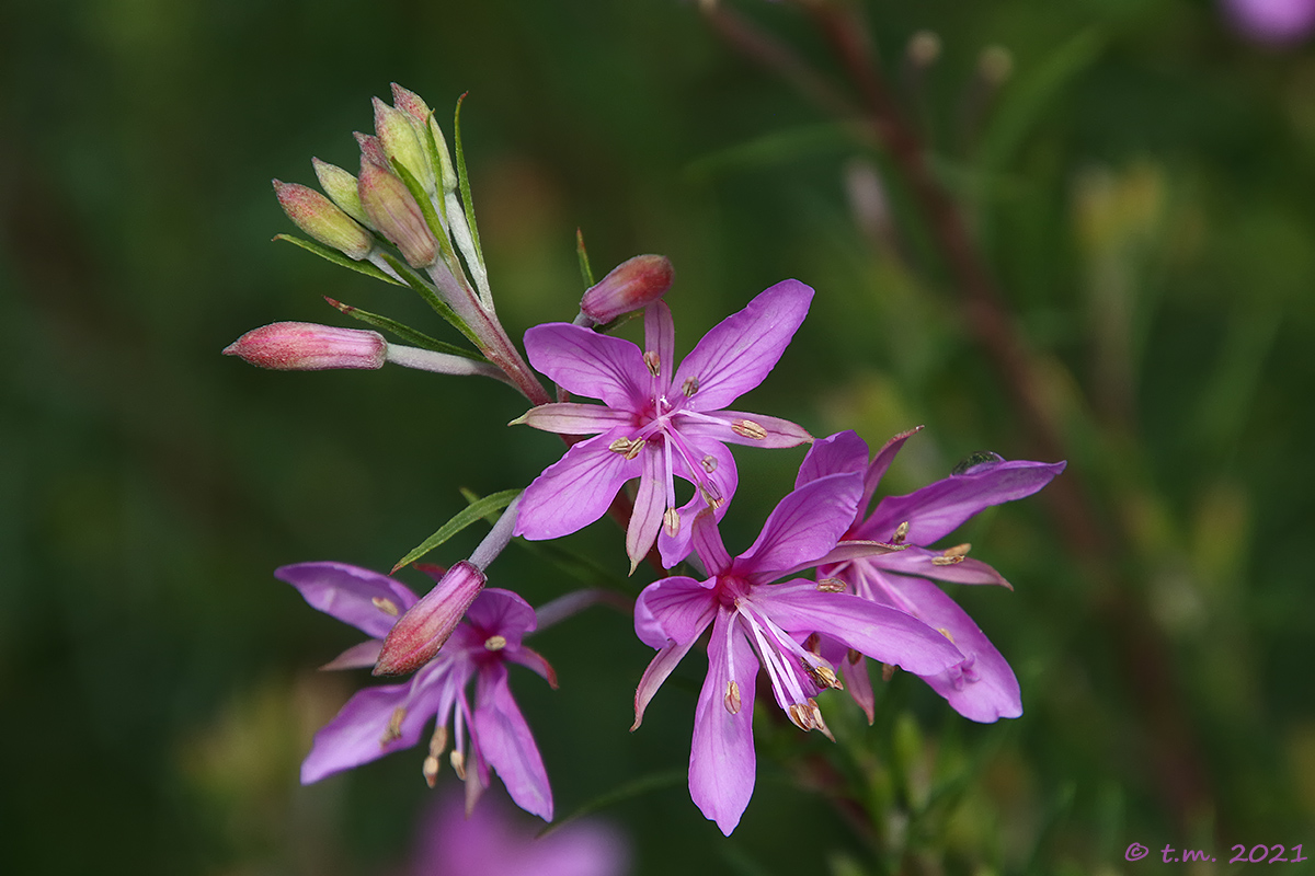 Garofanino Dodonaeus