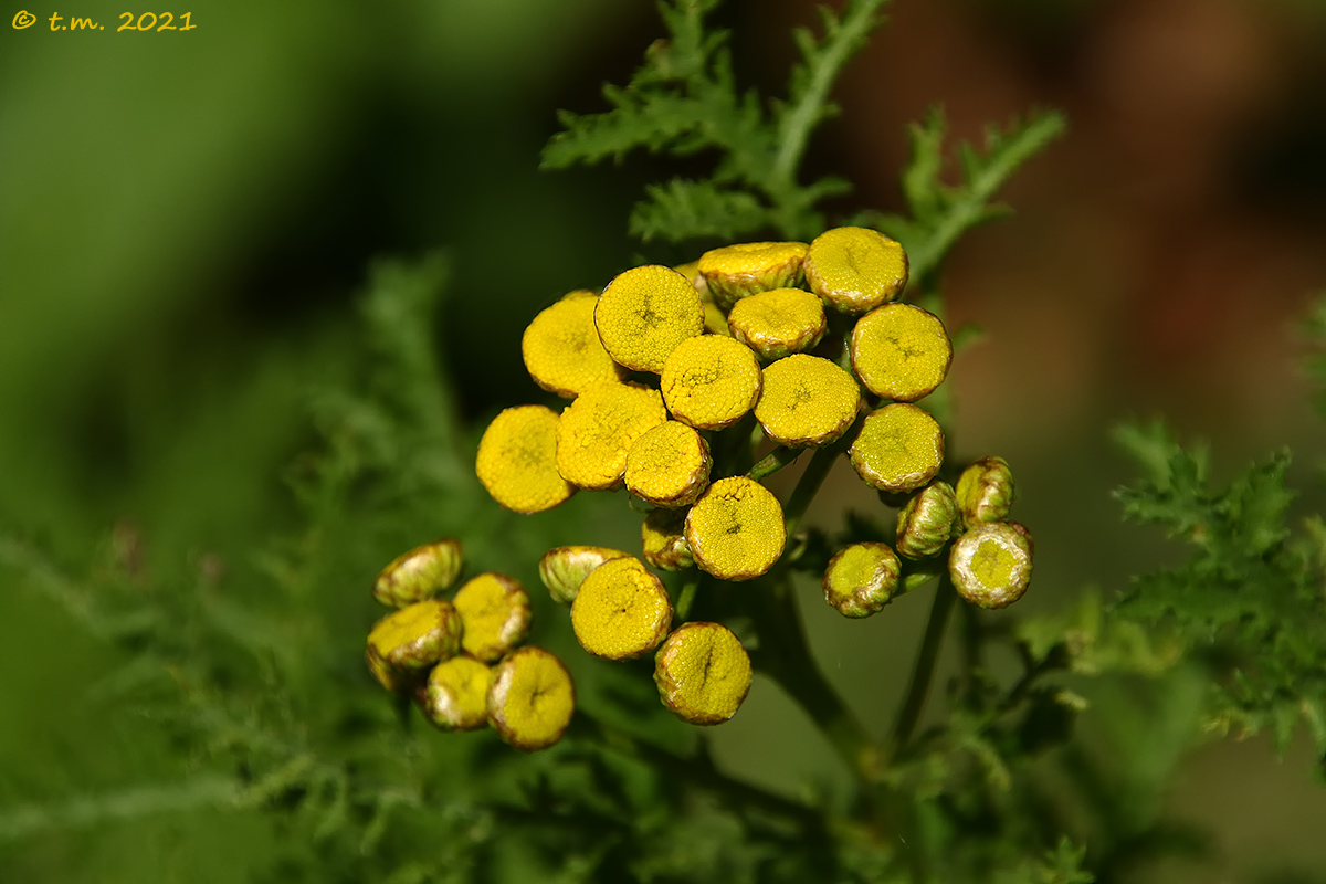 Tanacetum Vulgare
