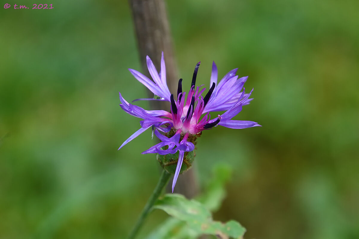 Fiordaliso di Trionfetti