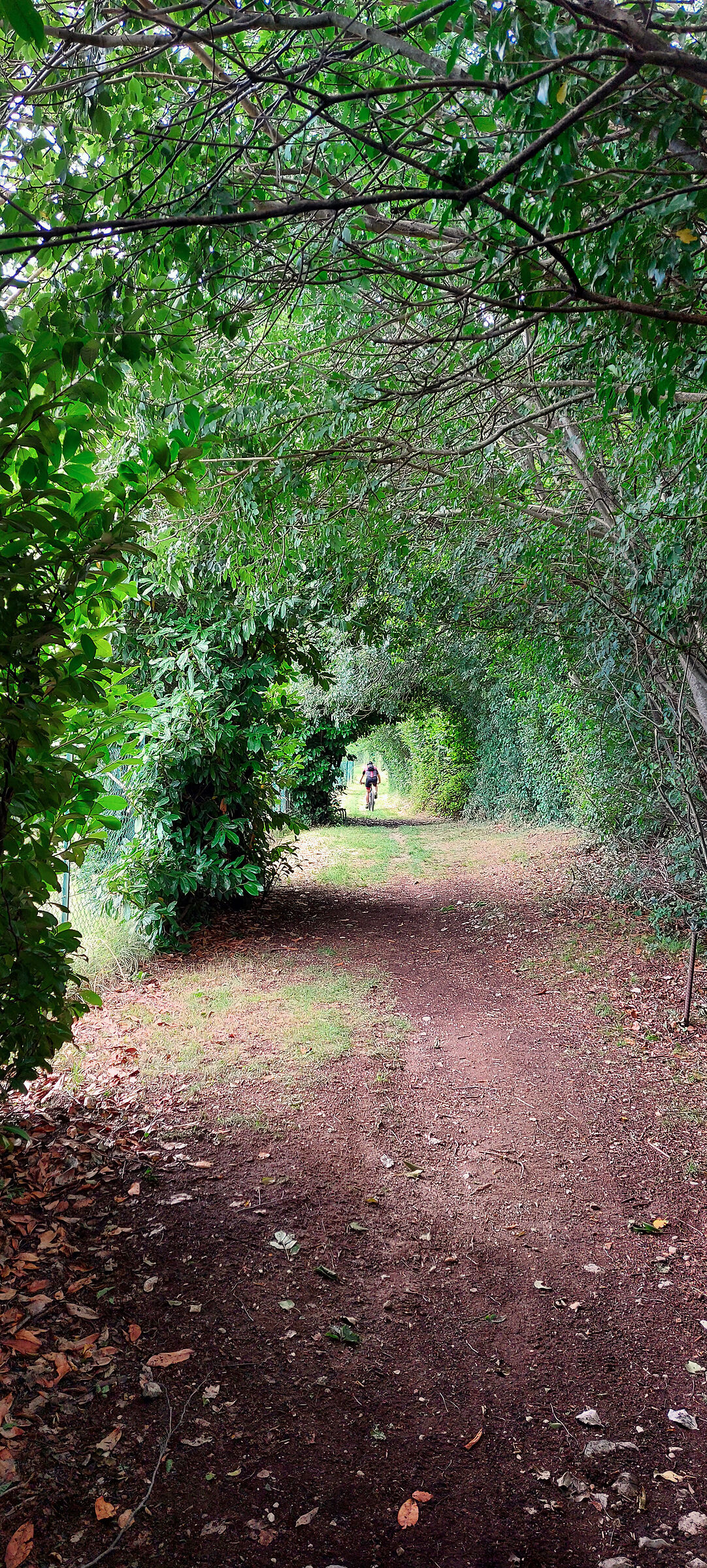 Sotto le fresche frasche