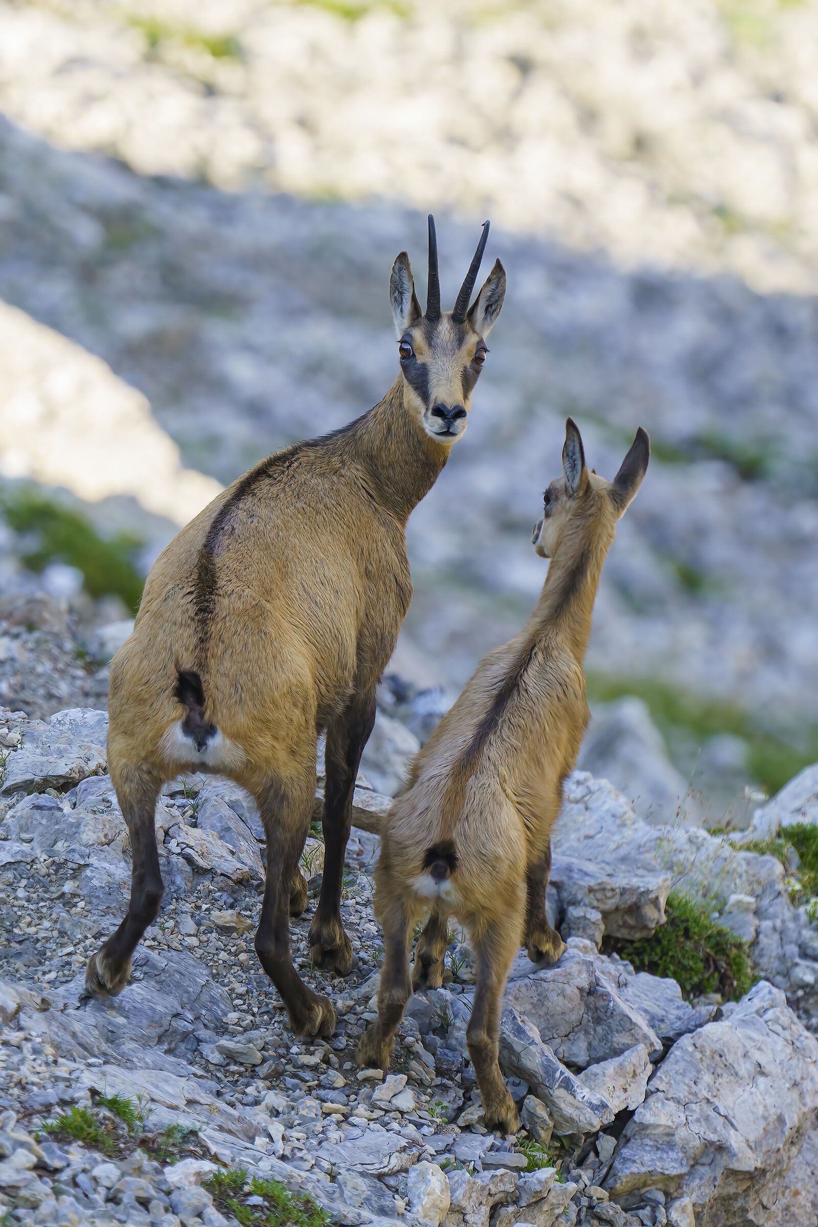 Mamma camoscio con il piccolo