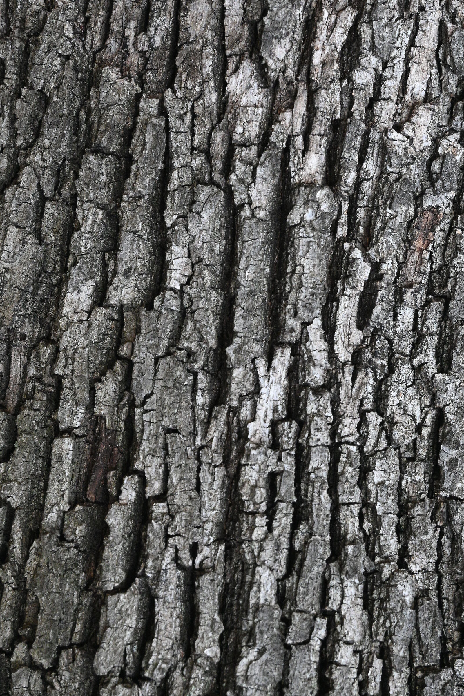bark