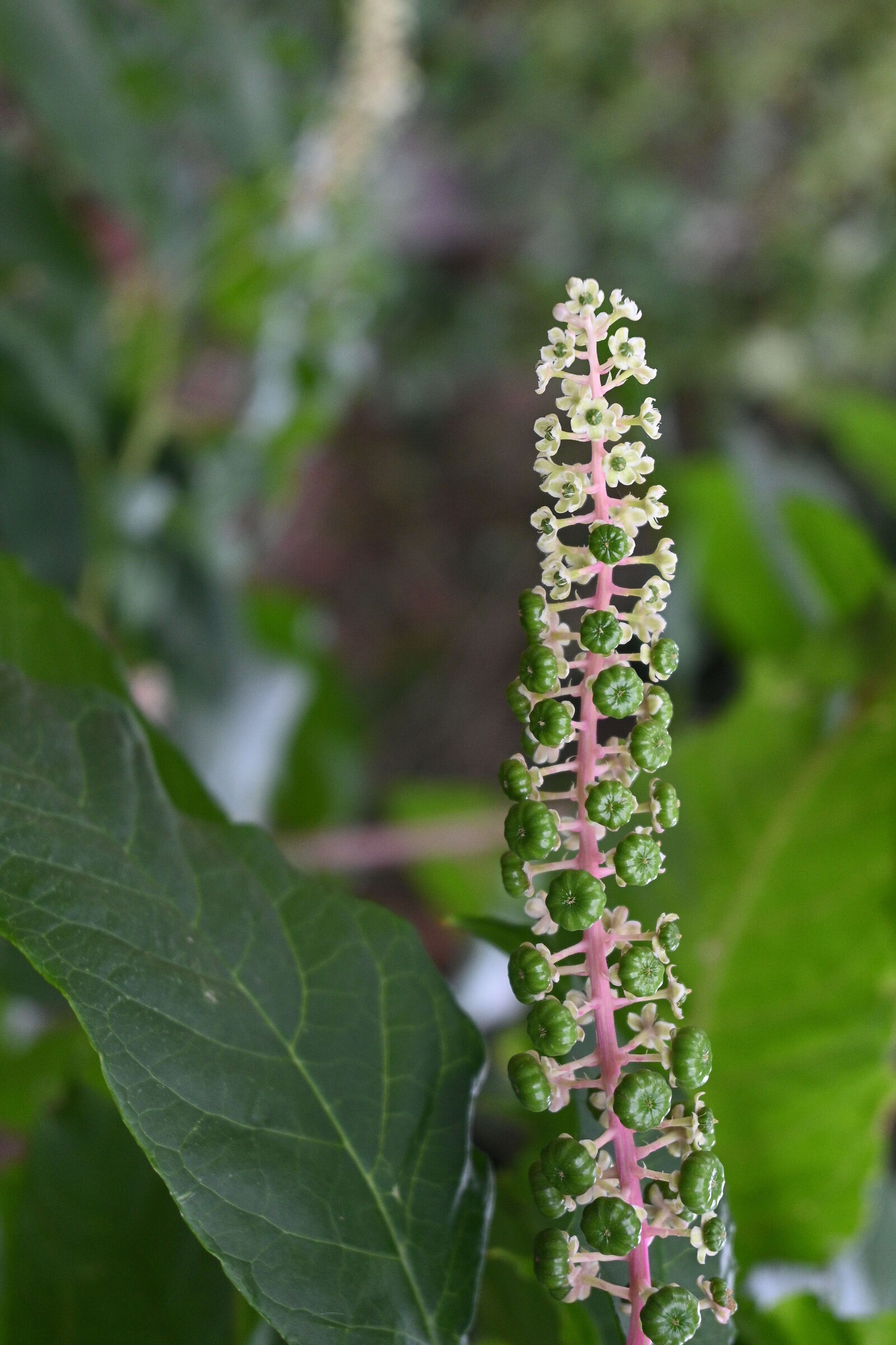 inflorescence
