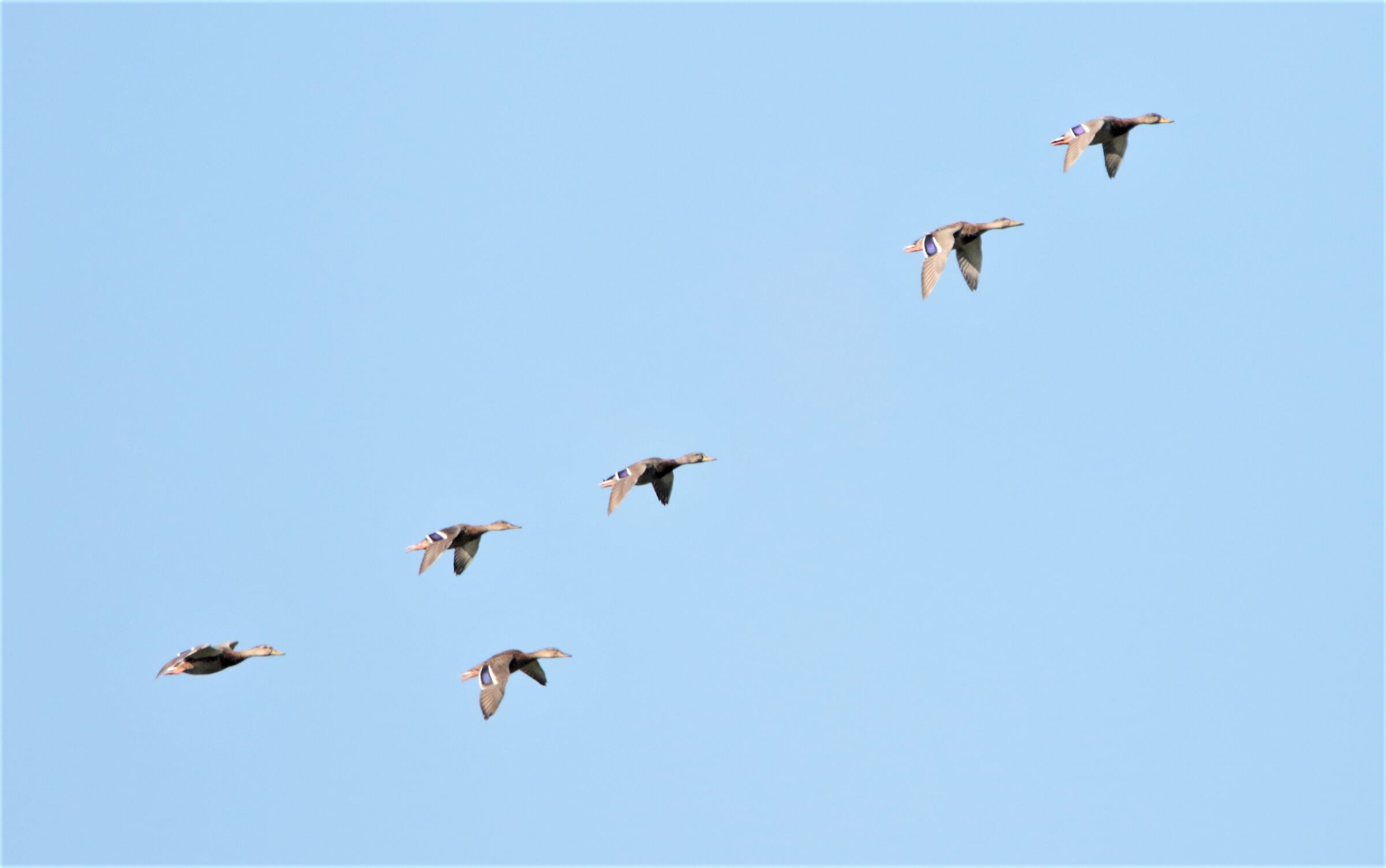 "chi mi ama mi segua"