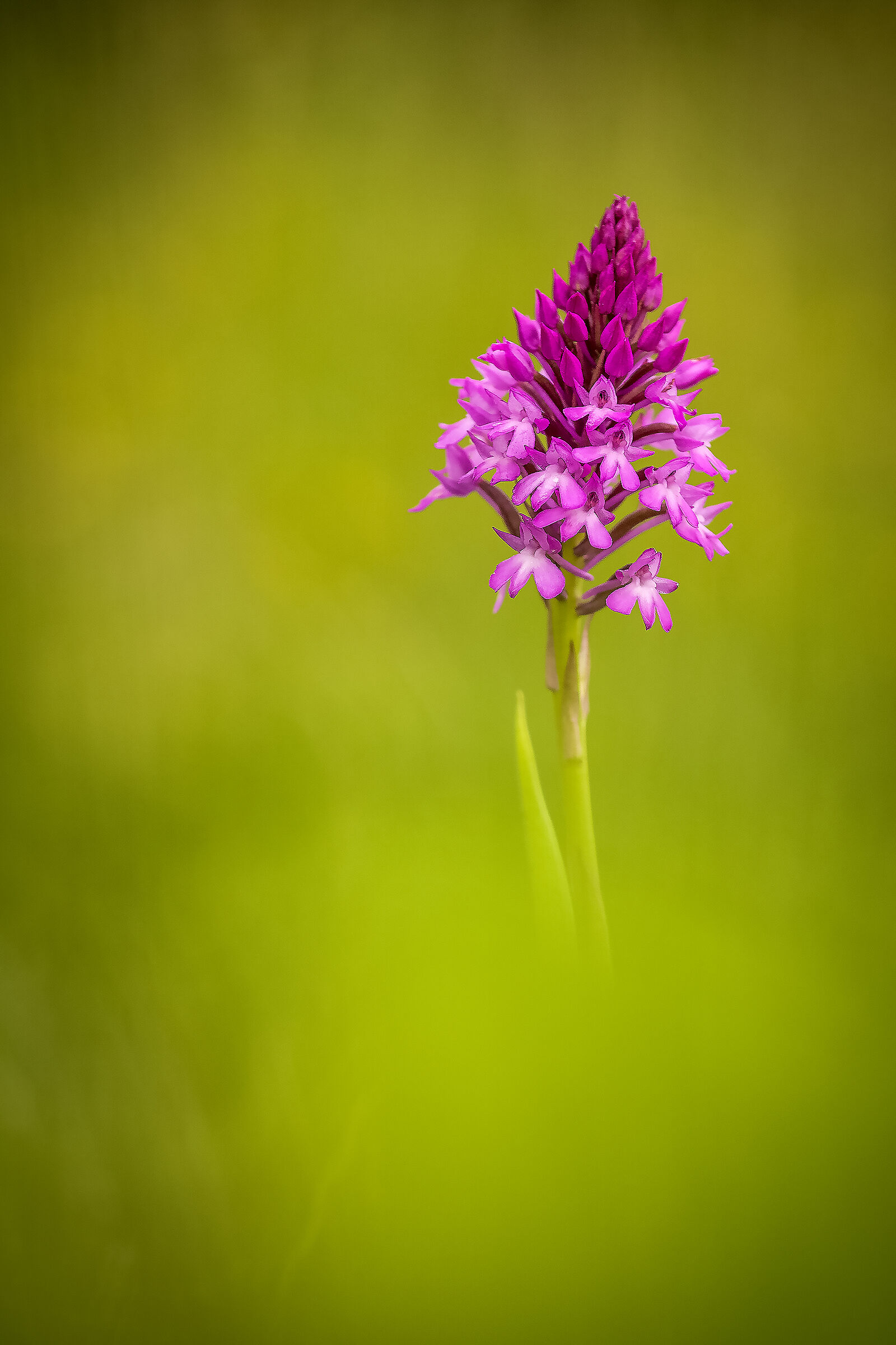 Anacamptis pyramidalis