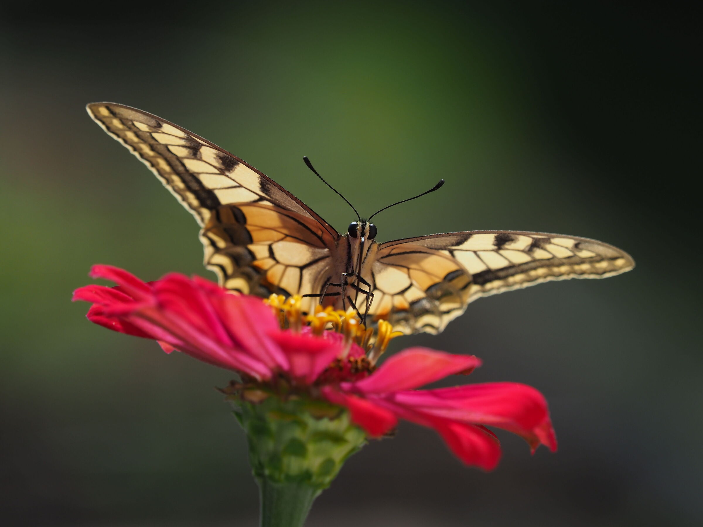 farfalla in giardino
