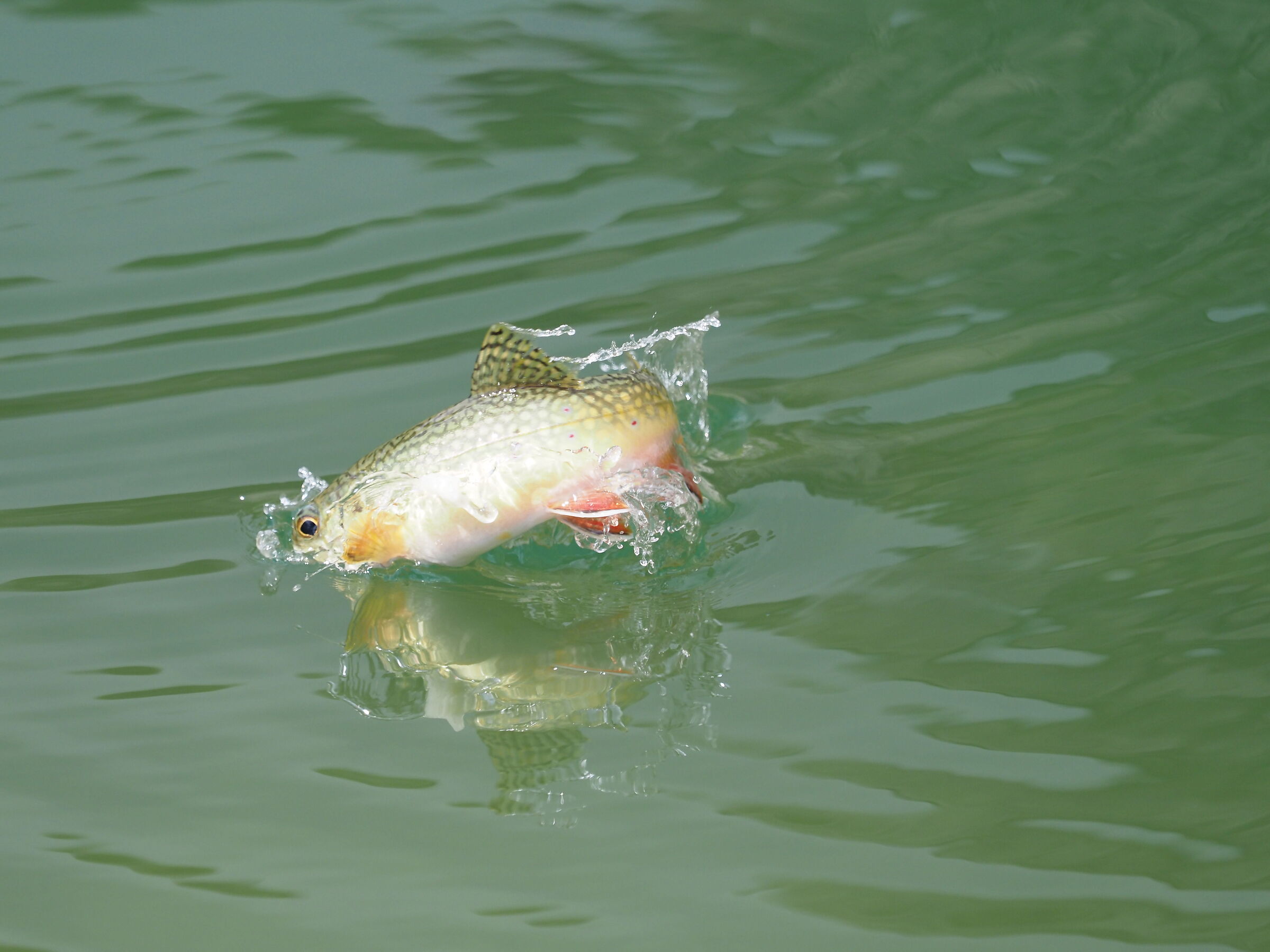 Salto del salmerino alpino