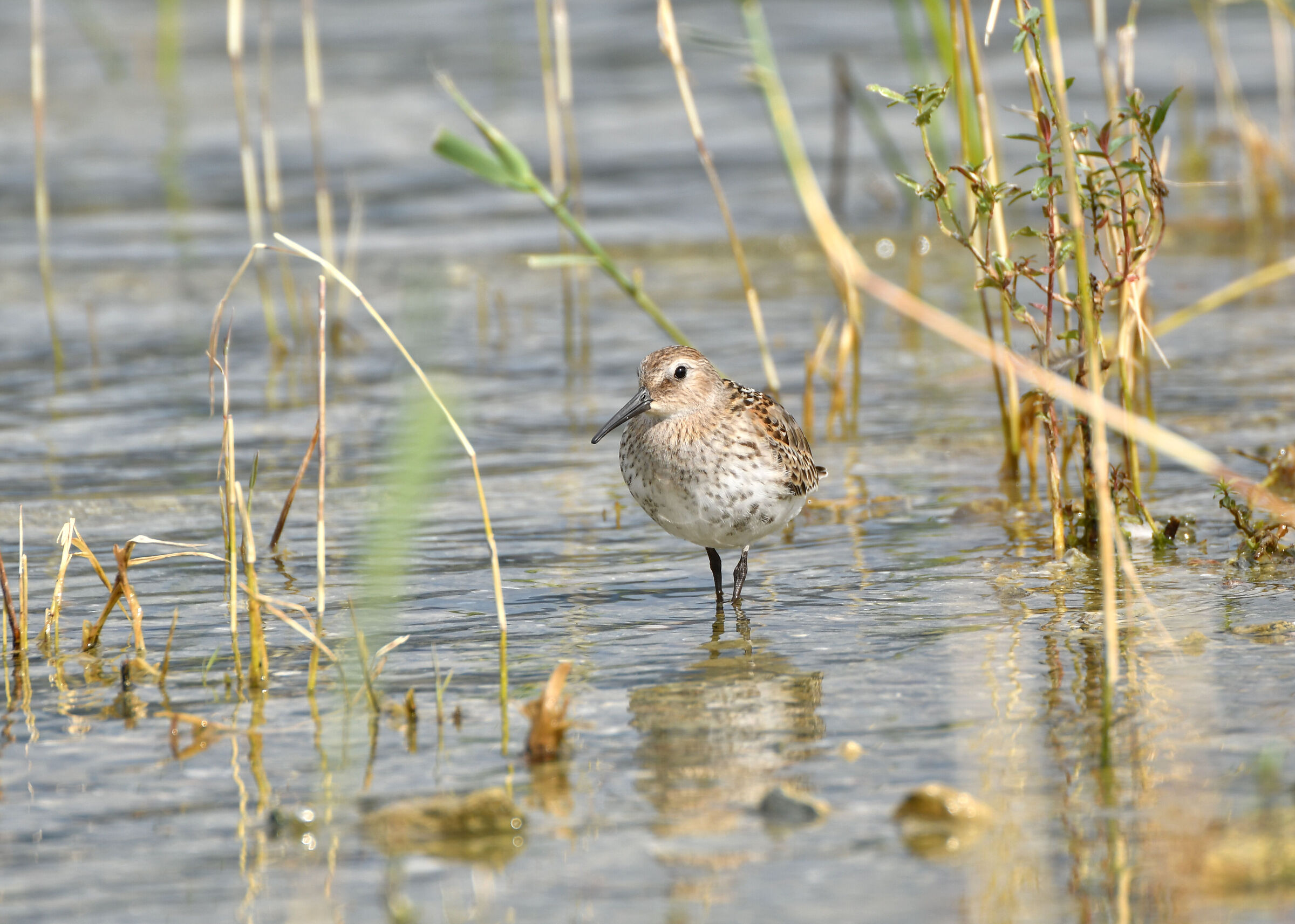 Piovanello pancianera
