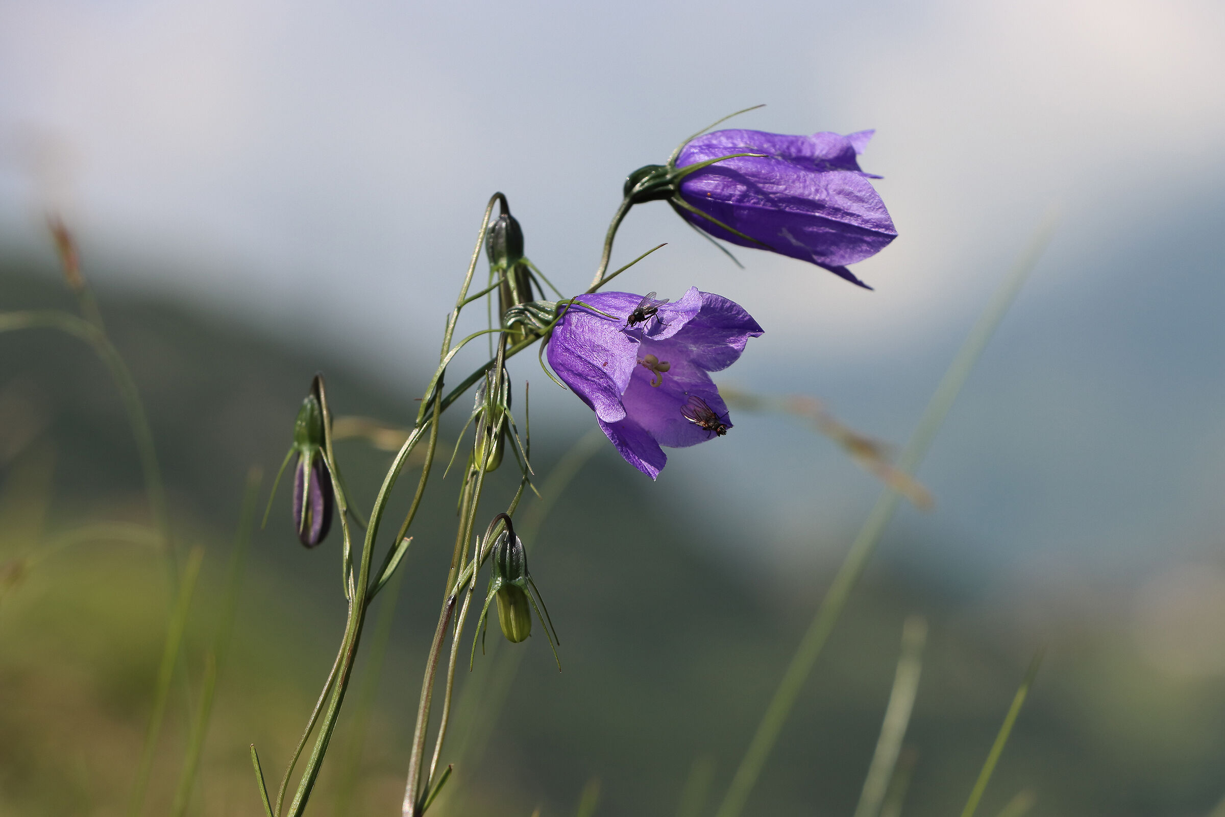 delicati fiori di montagna