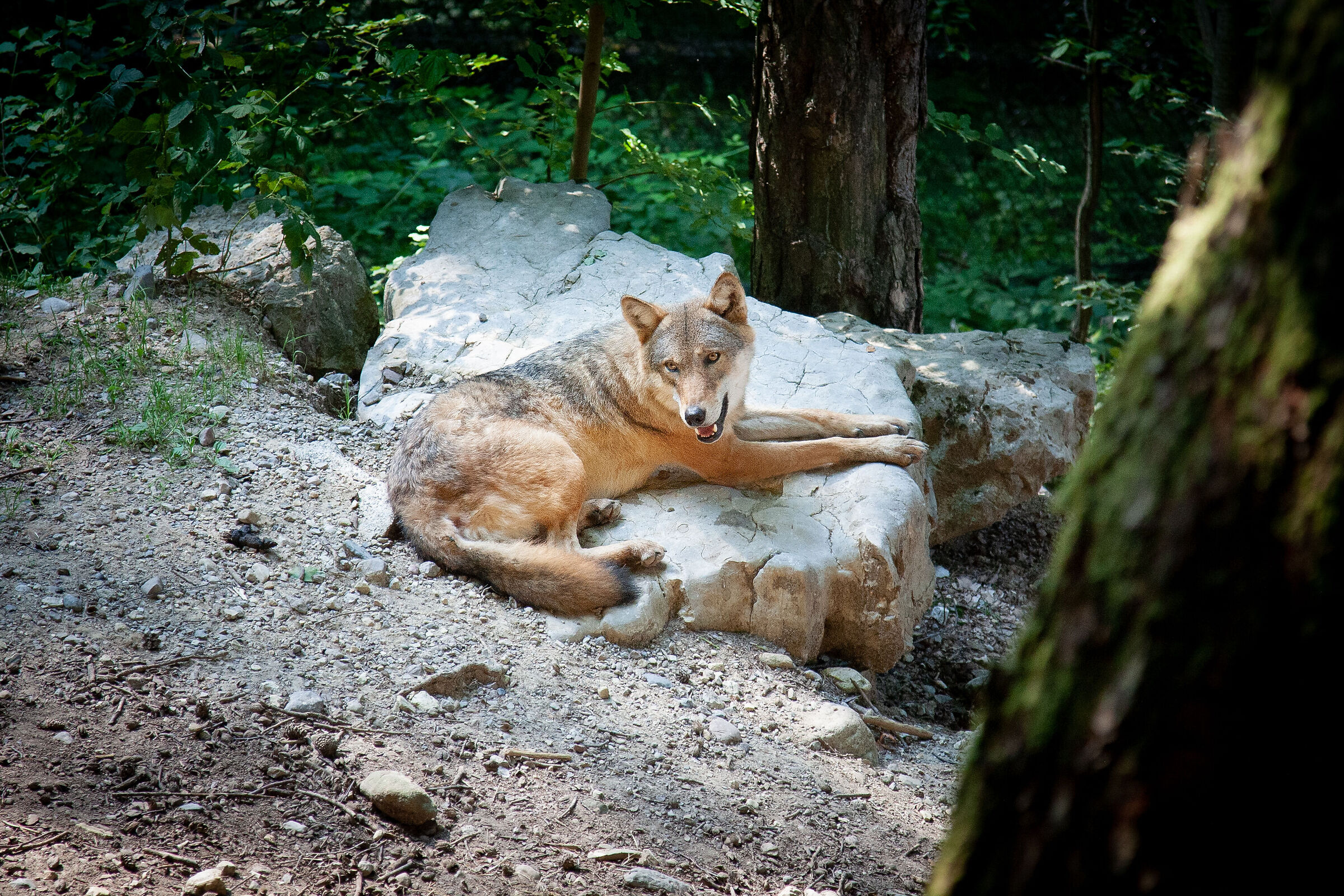 Lupo Wildlife Park Spor Maggiore