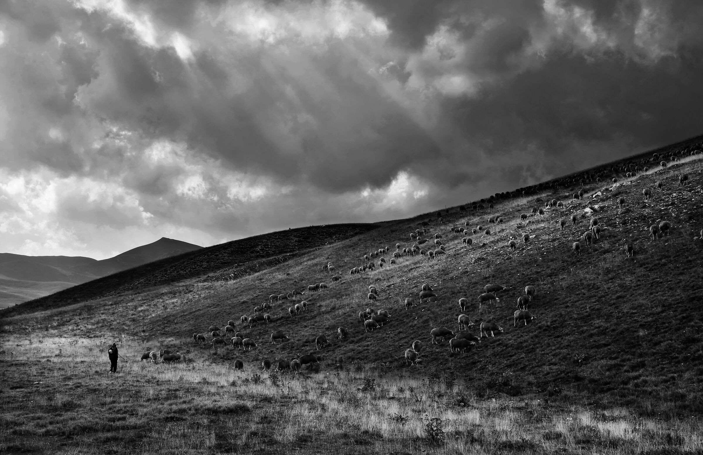 High Altitude Pasture