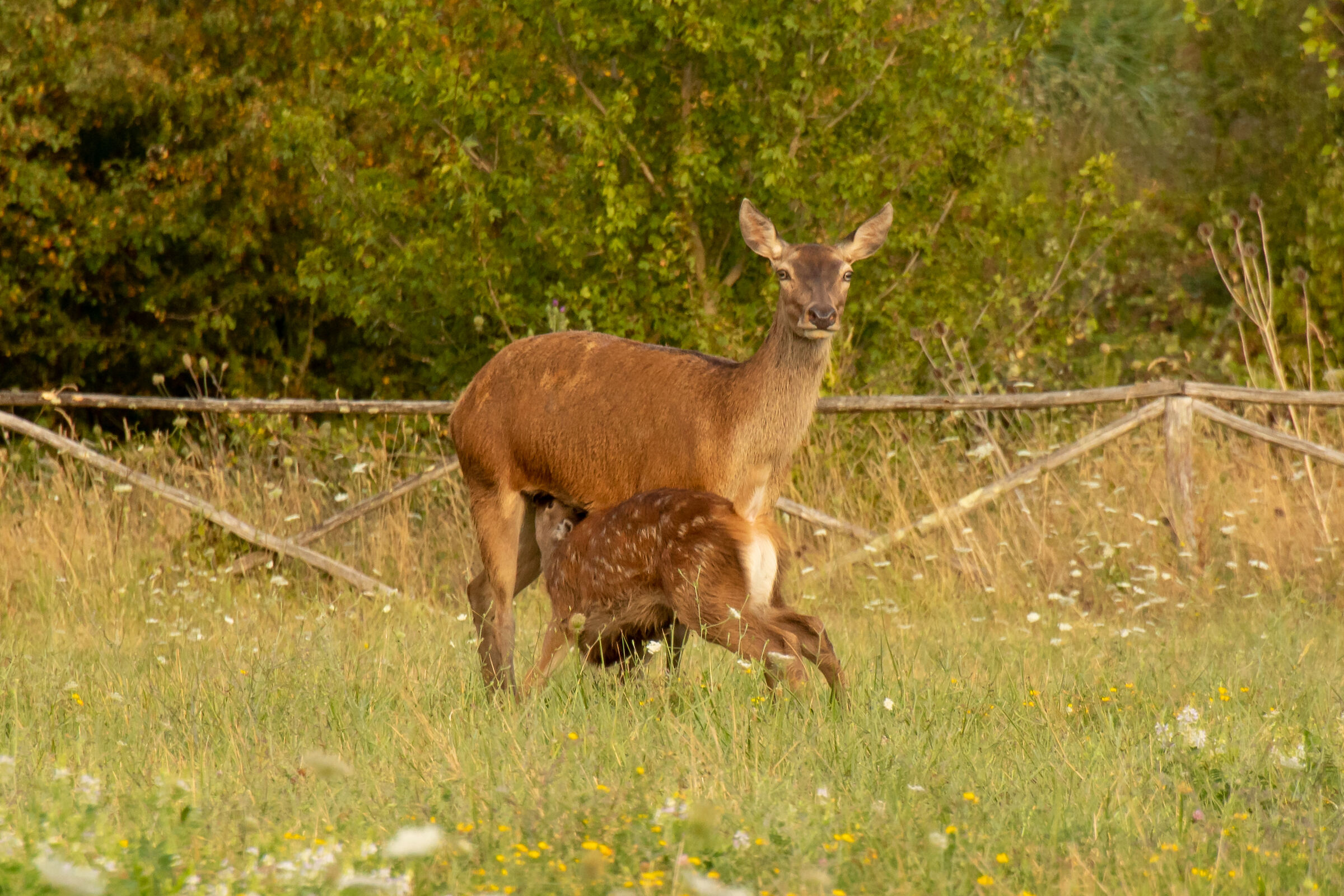Nei dintorni del lago di Bilancino