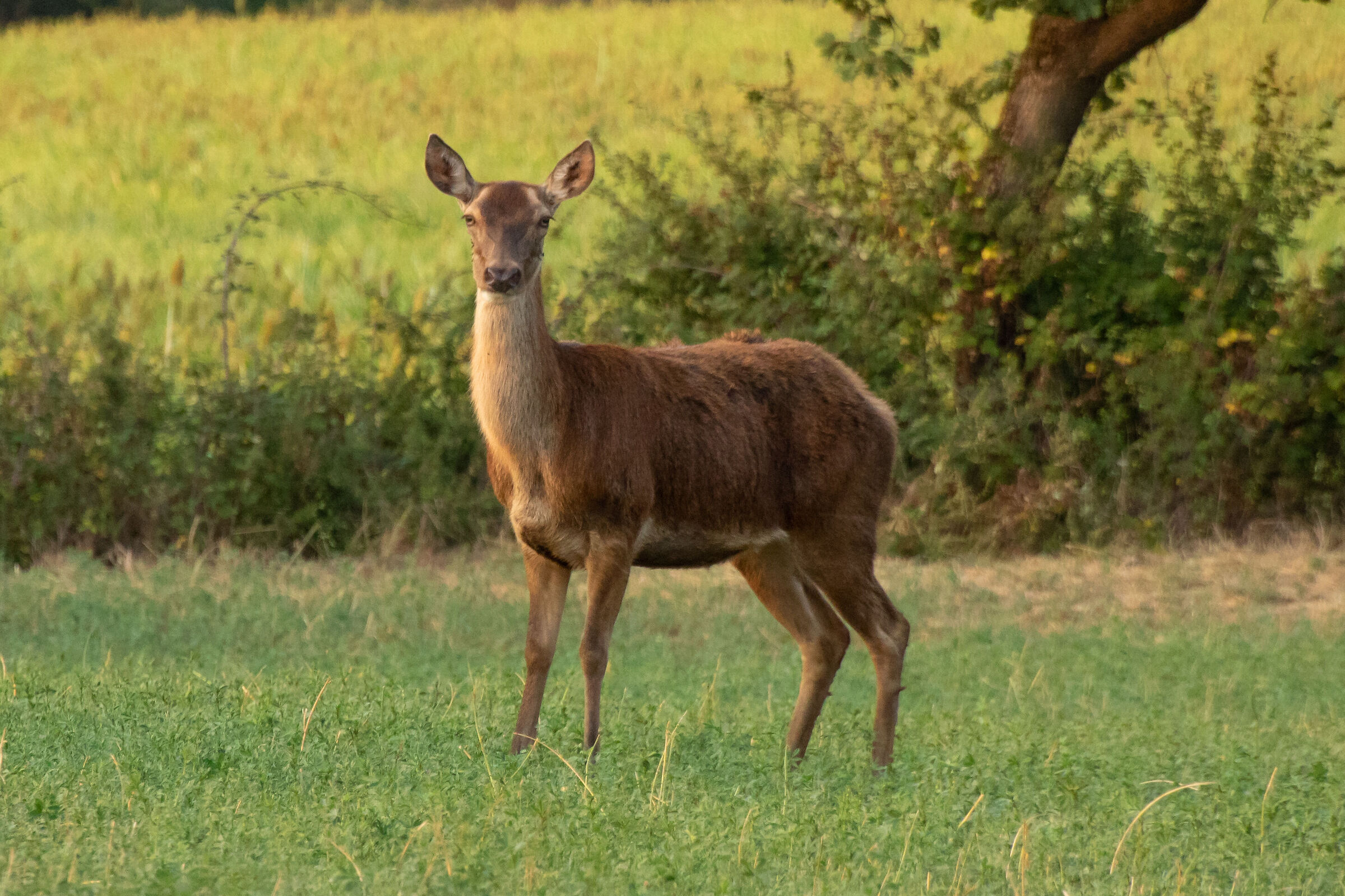 Nei dintorni del lago di Bilancino