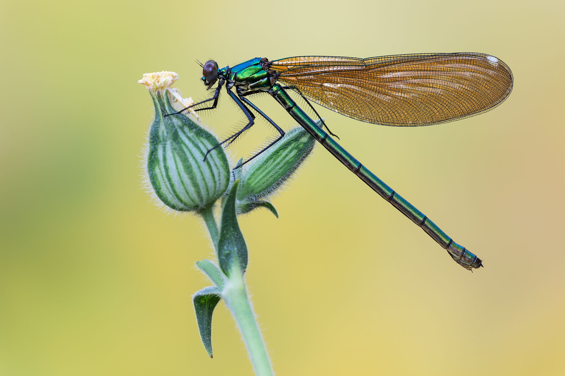 Calopteryx splendens