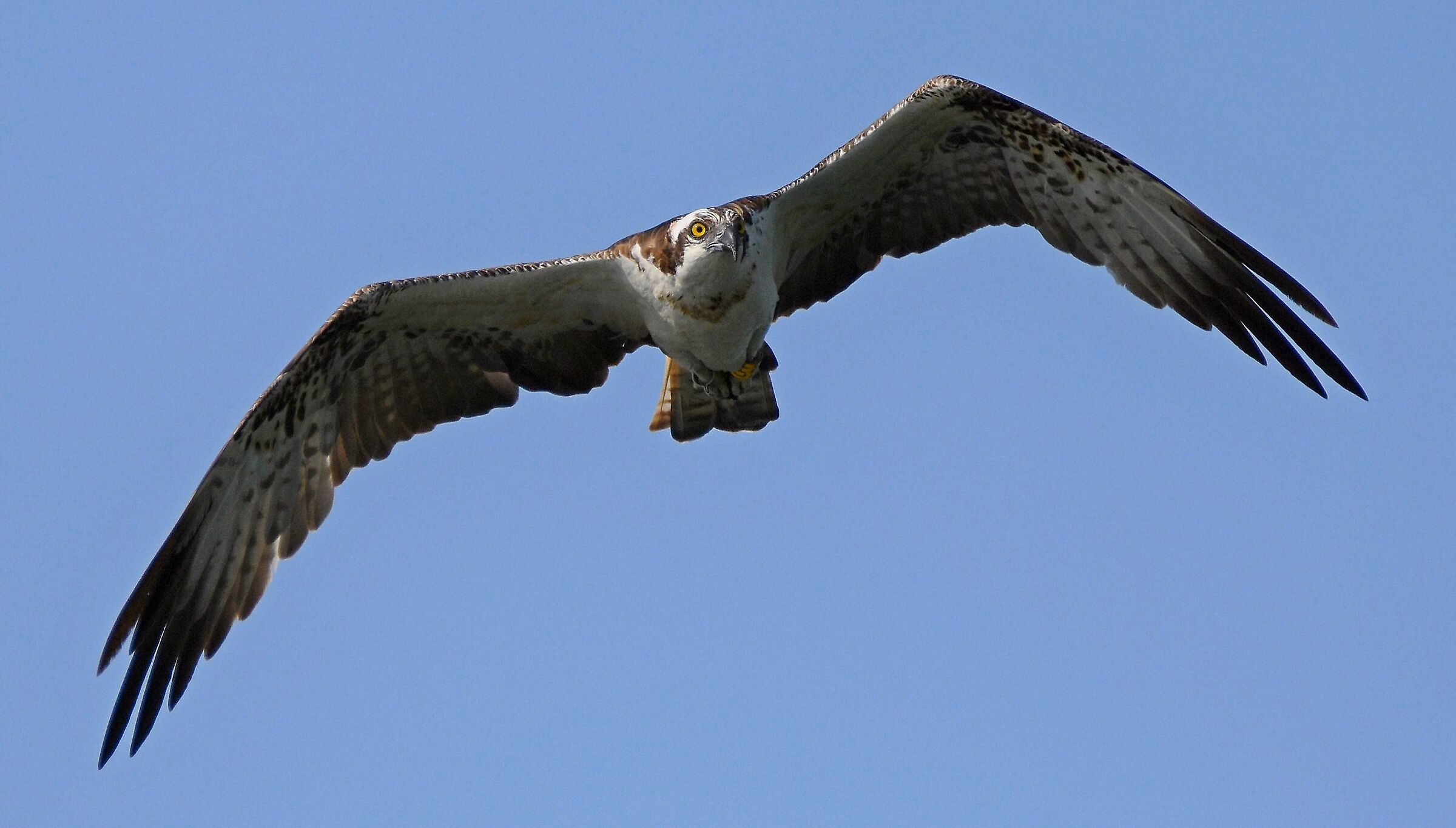 Falco pescatore (Pandion haliaetus)