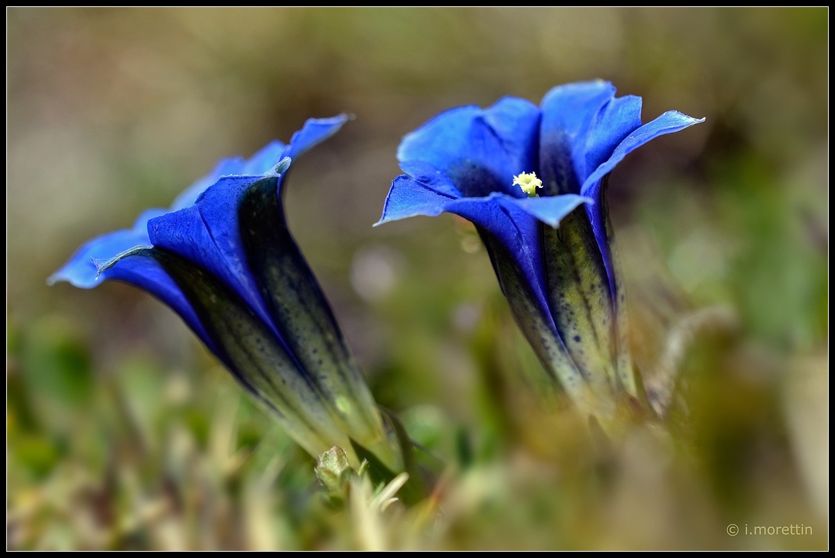 Clusius gentian on Mt Ferrara