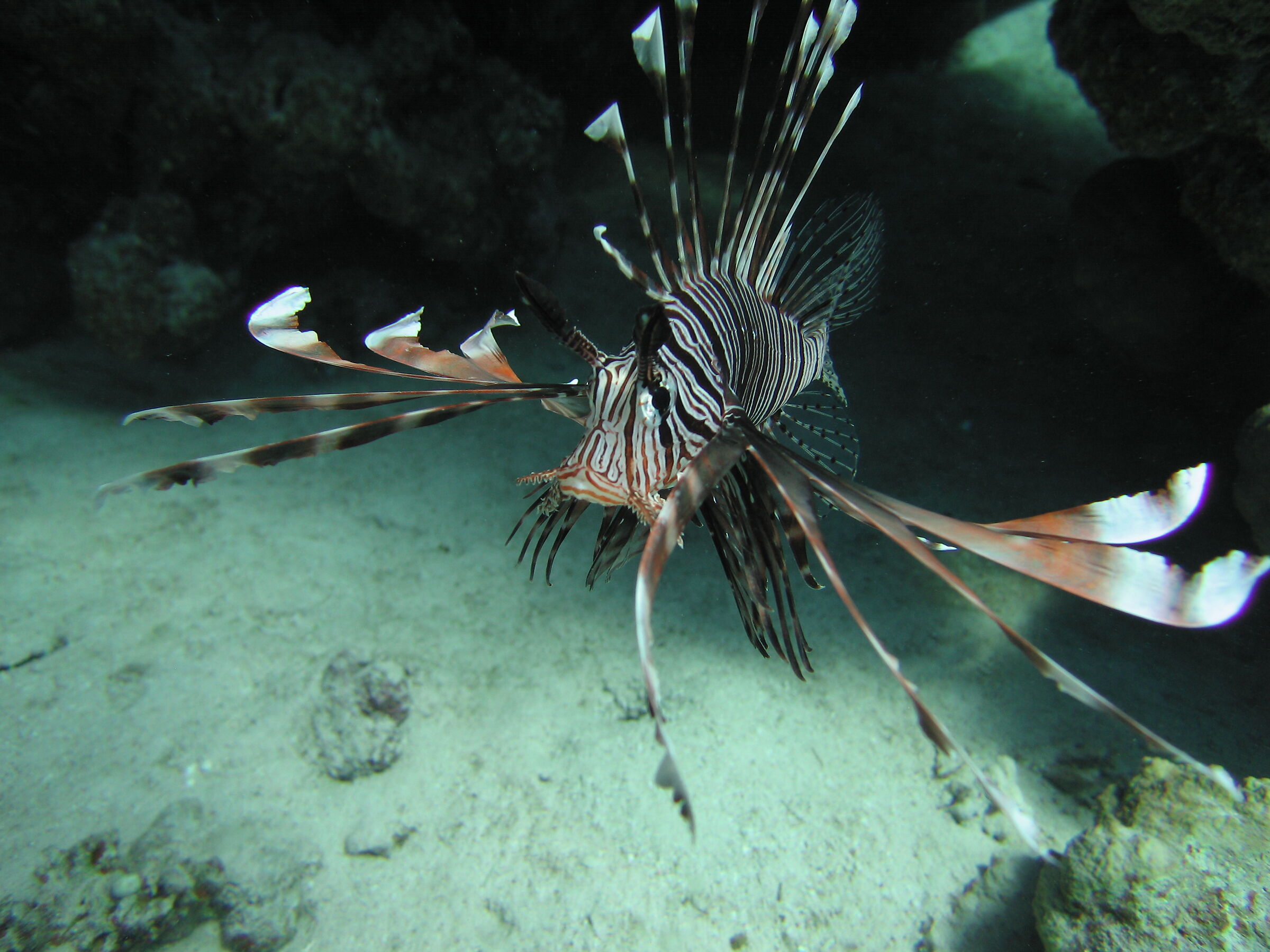 Lionfish