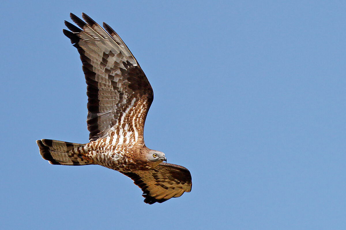 Falco pecchiaiolo M.