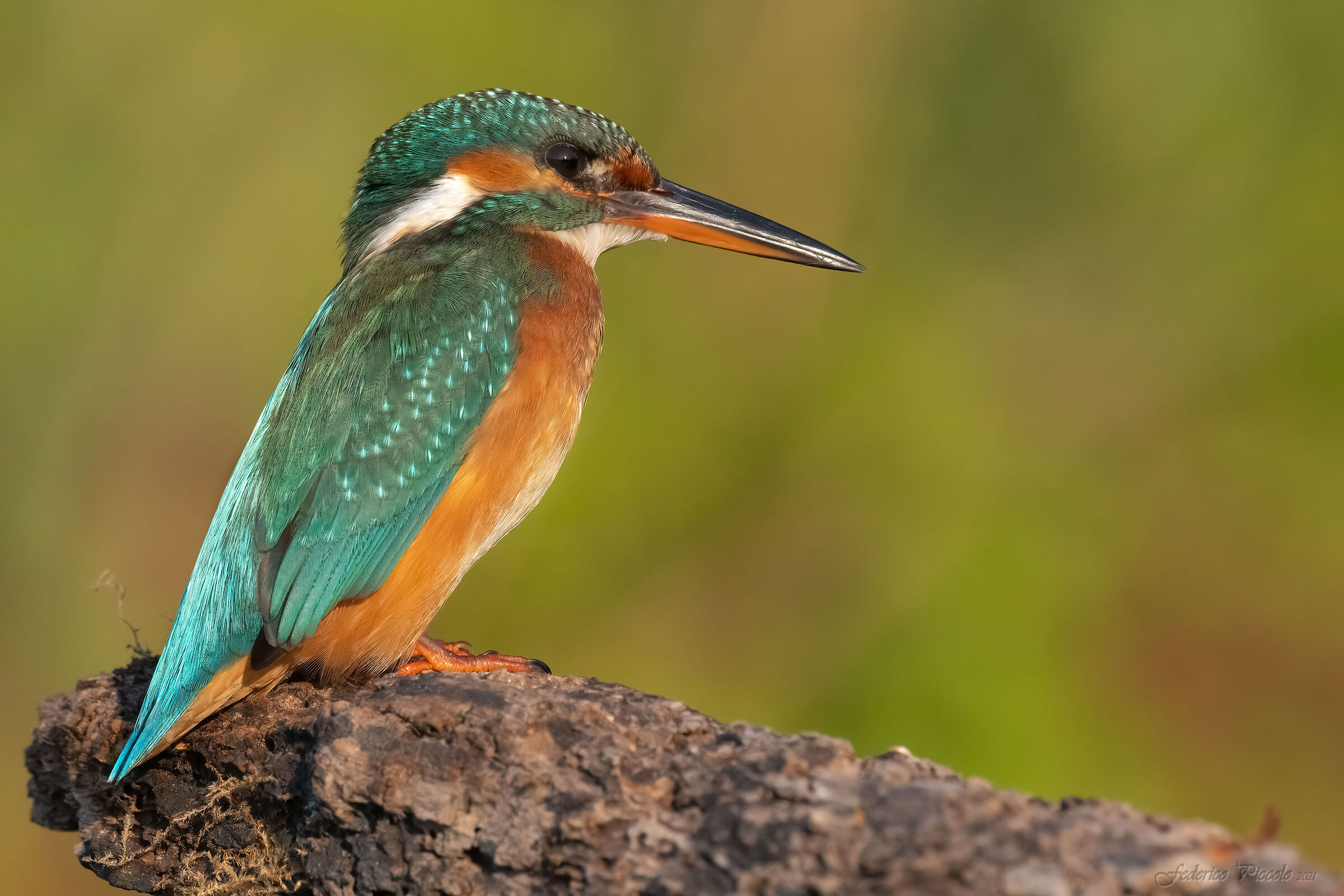 Kingfisher