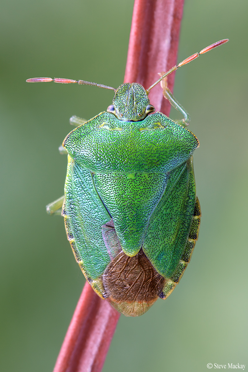 Green Shield Bug (Palomena prasina)