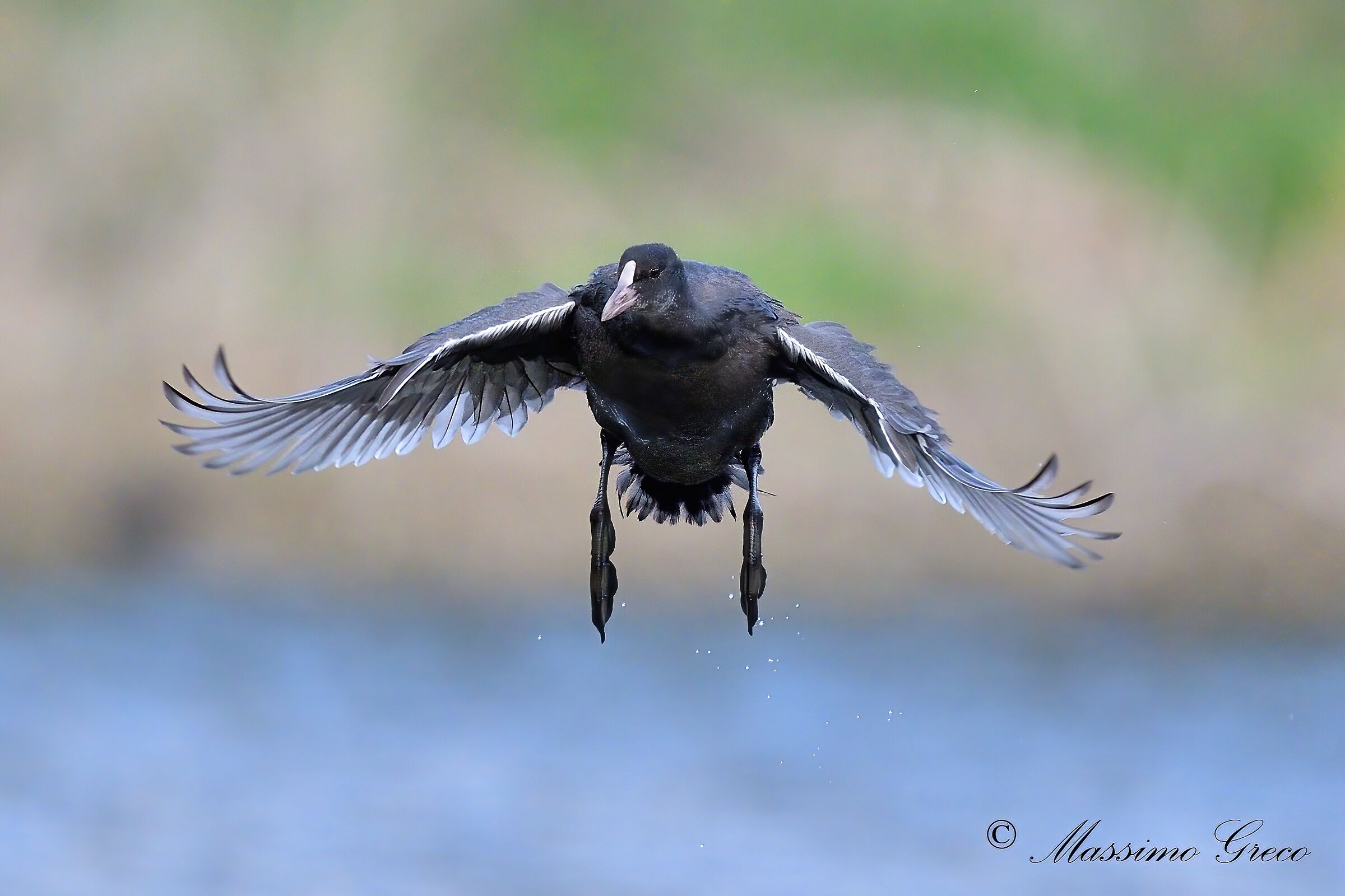 Approaching coot
