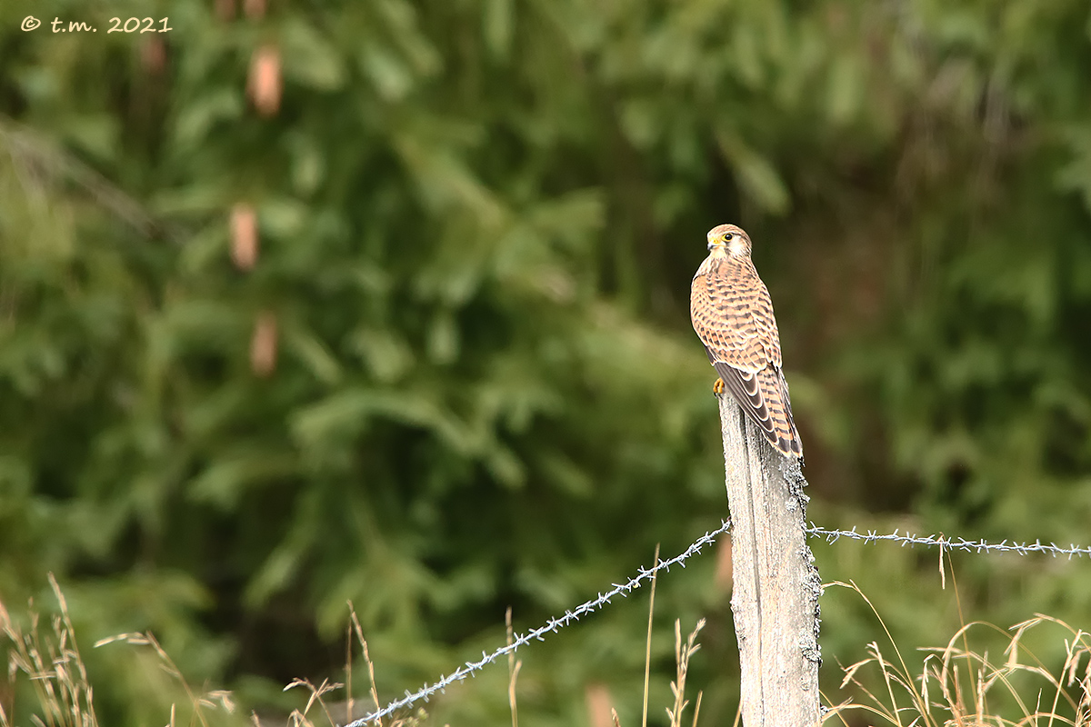 Kestrel