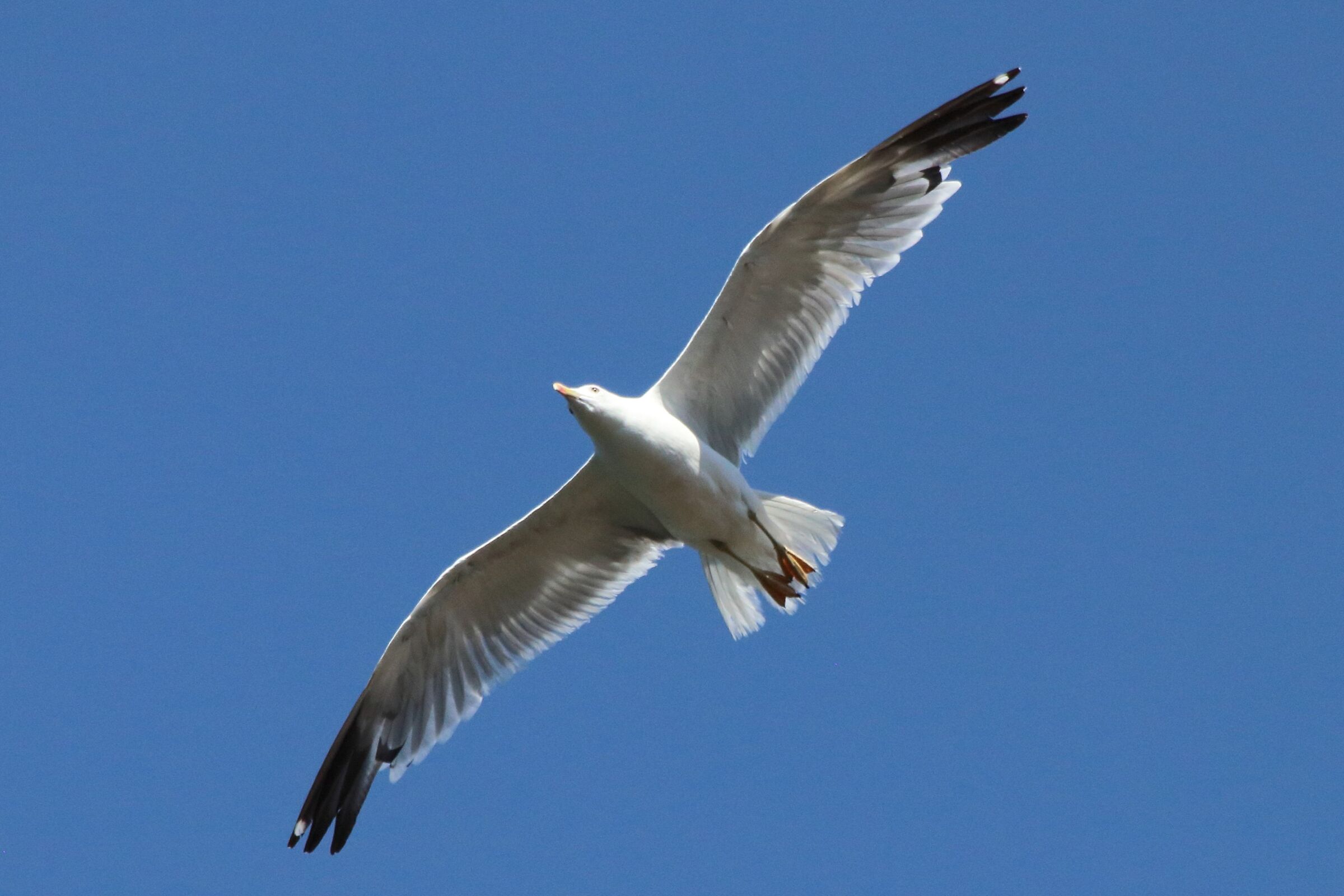 Land gull