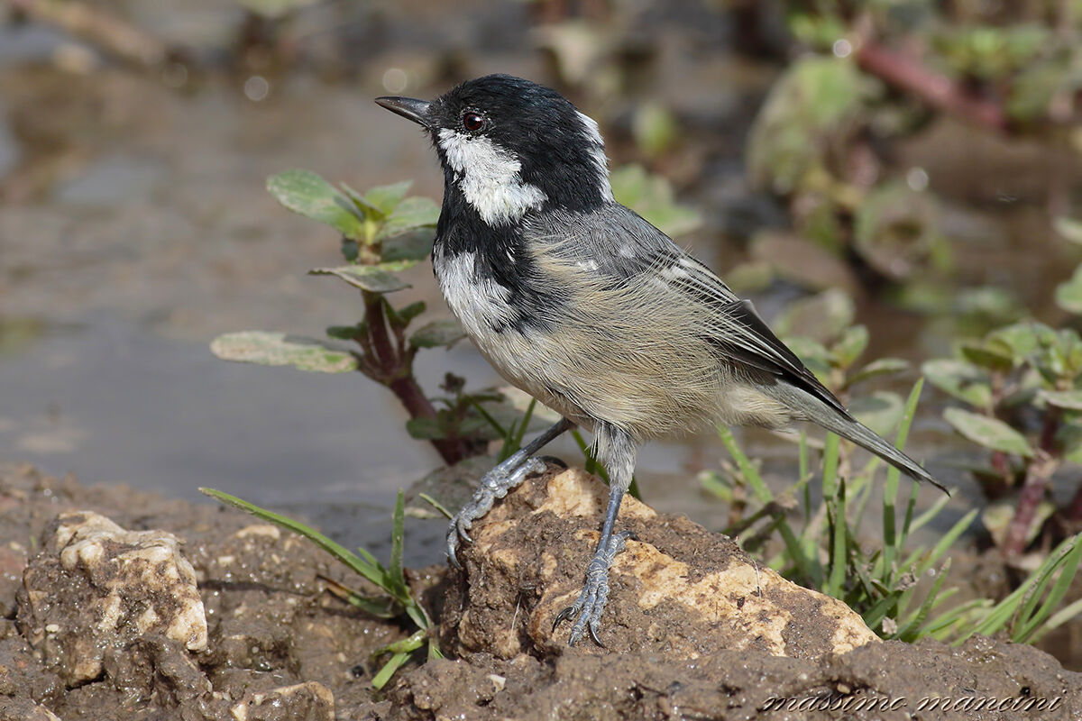cincia mora (Parus ater)