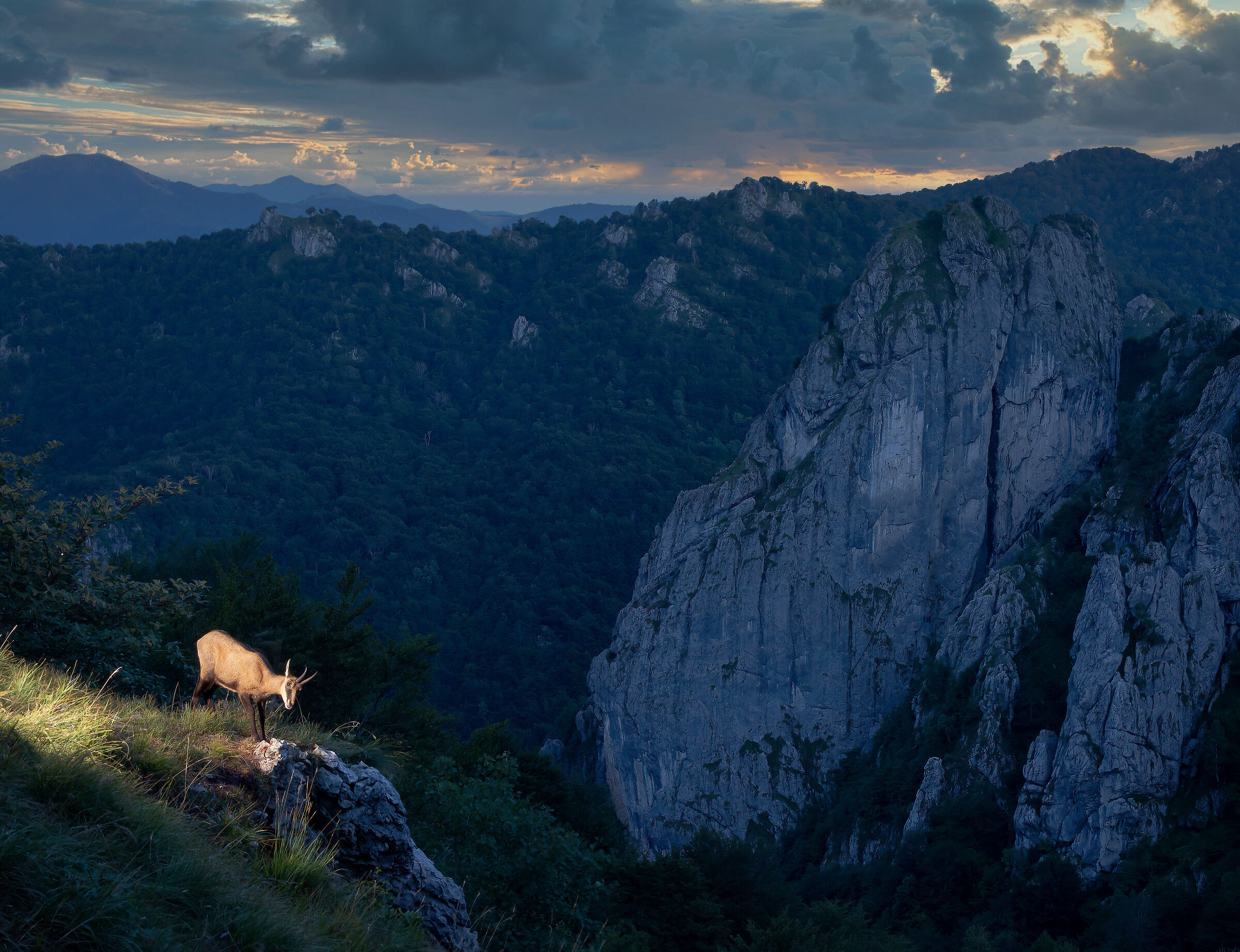 Camoscio al tramonto