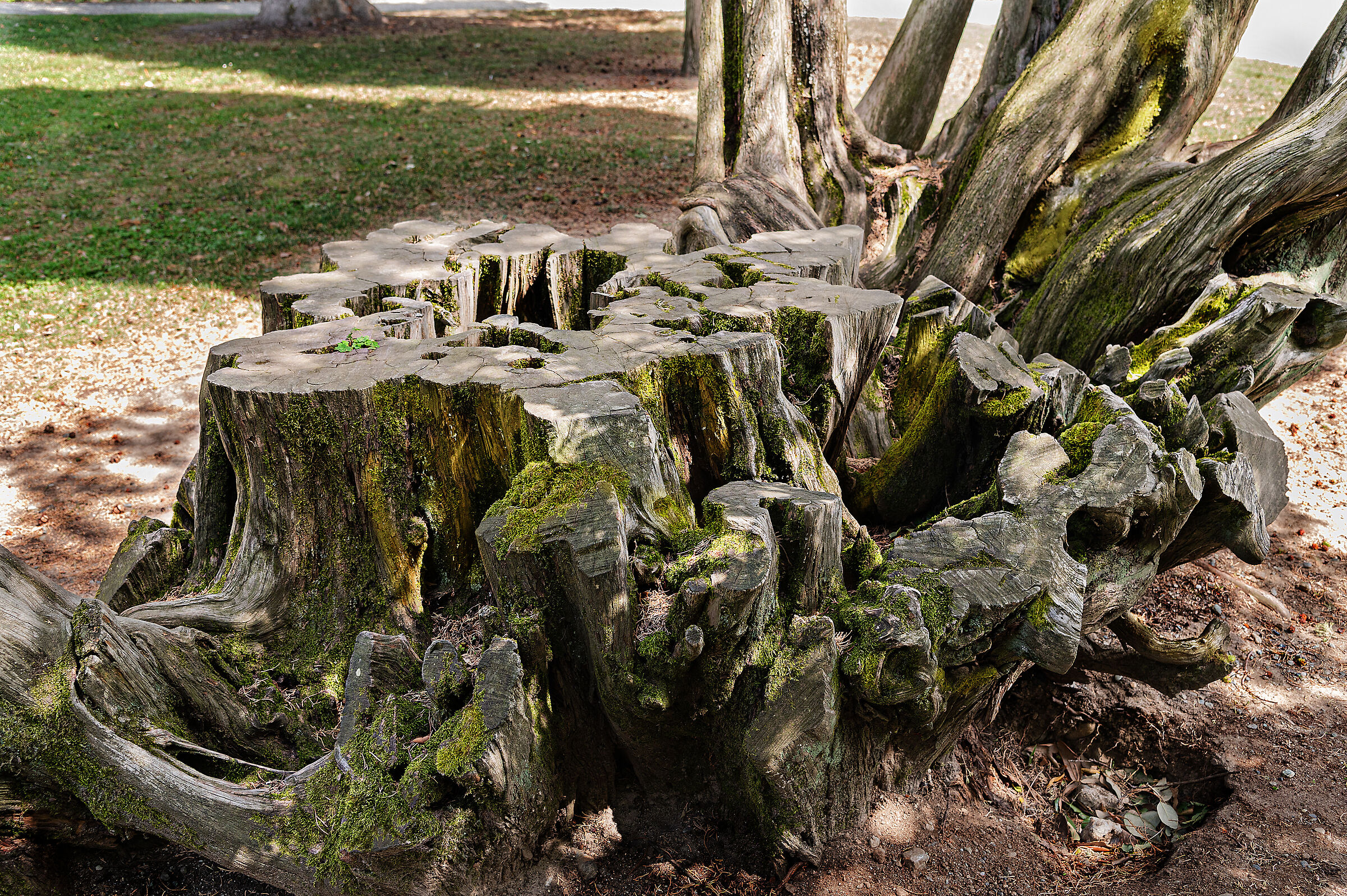 Il parco del Castello di Masino