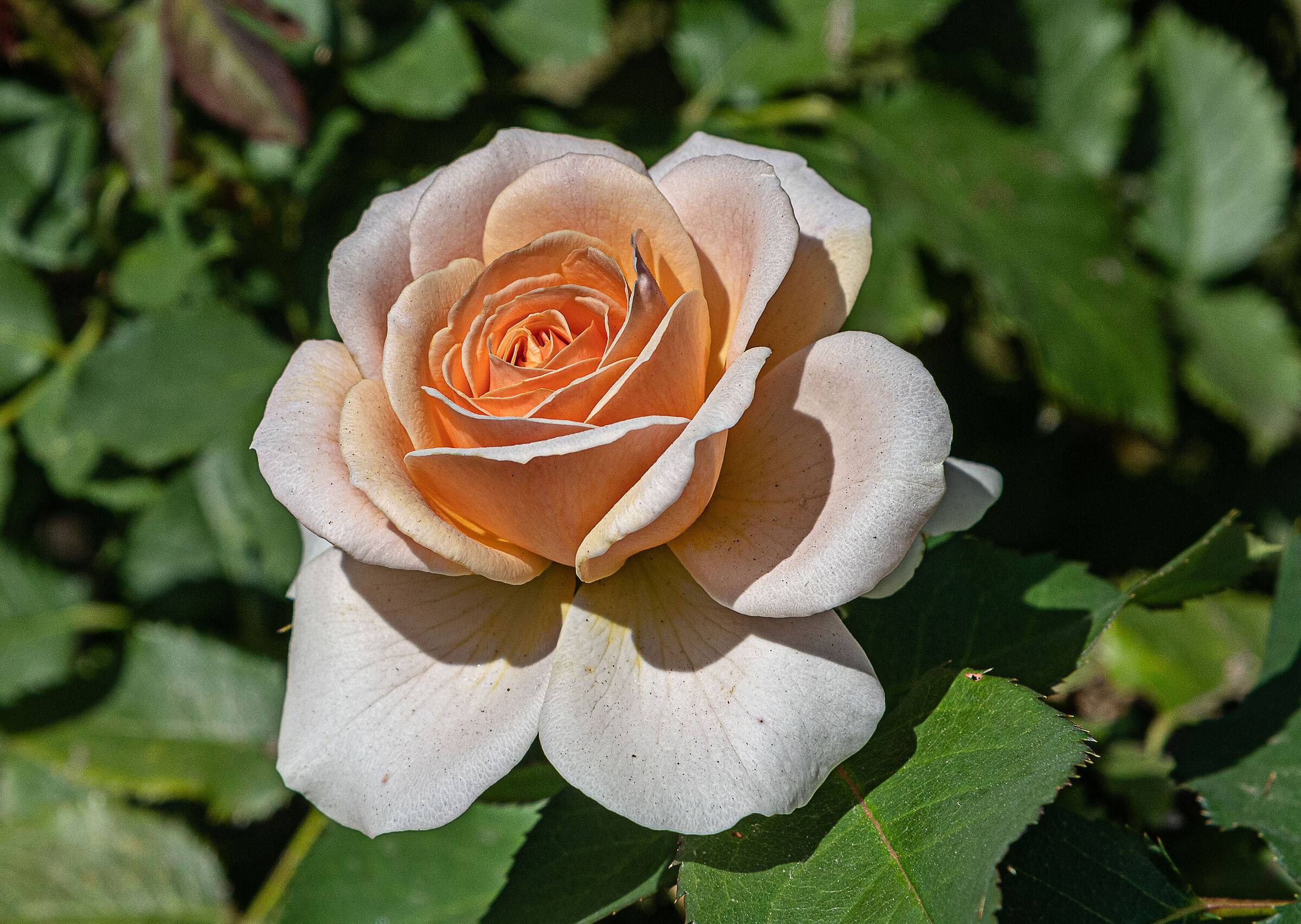 Il parco del Castello di Masino