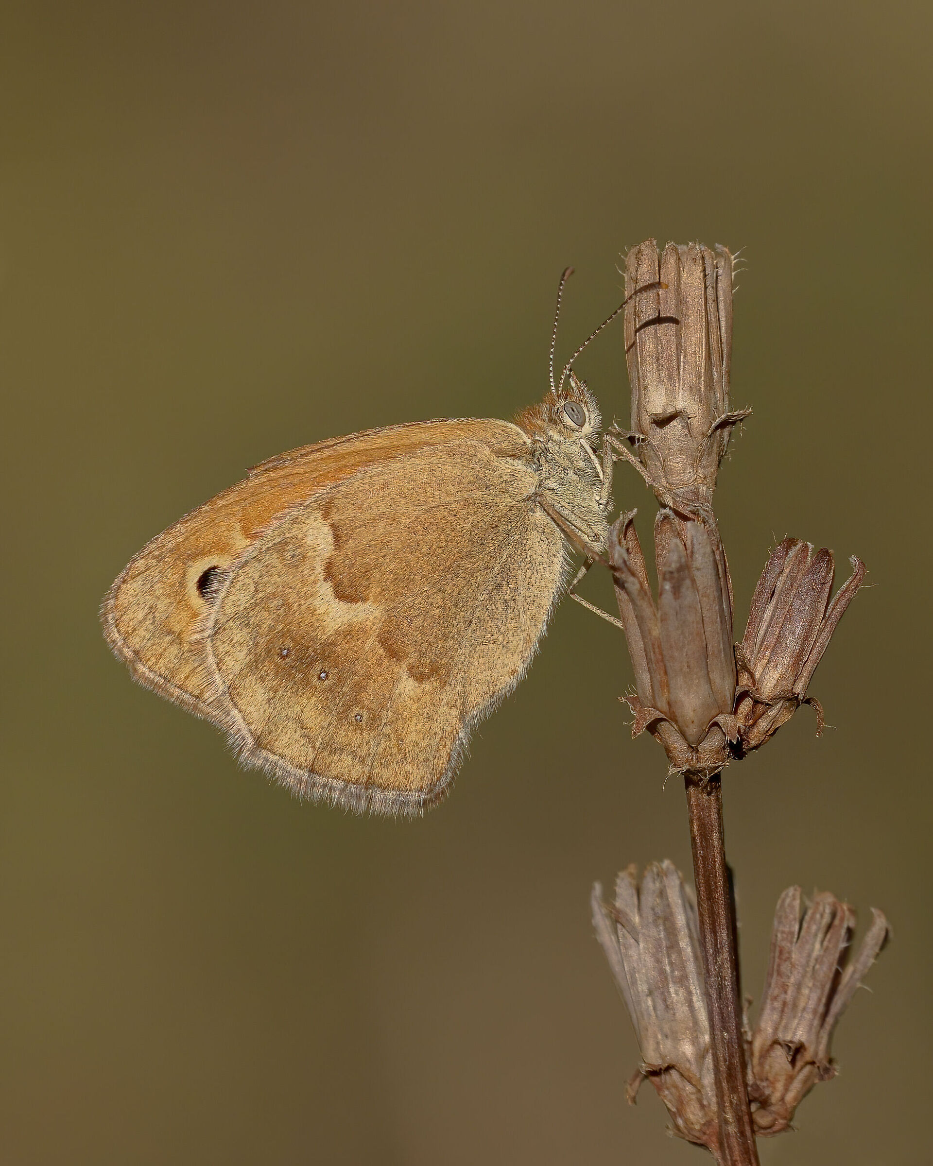 Ceononympha Pamplilus