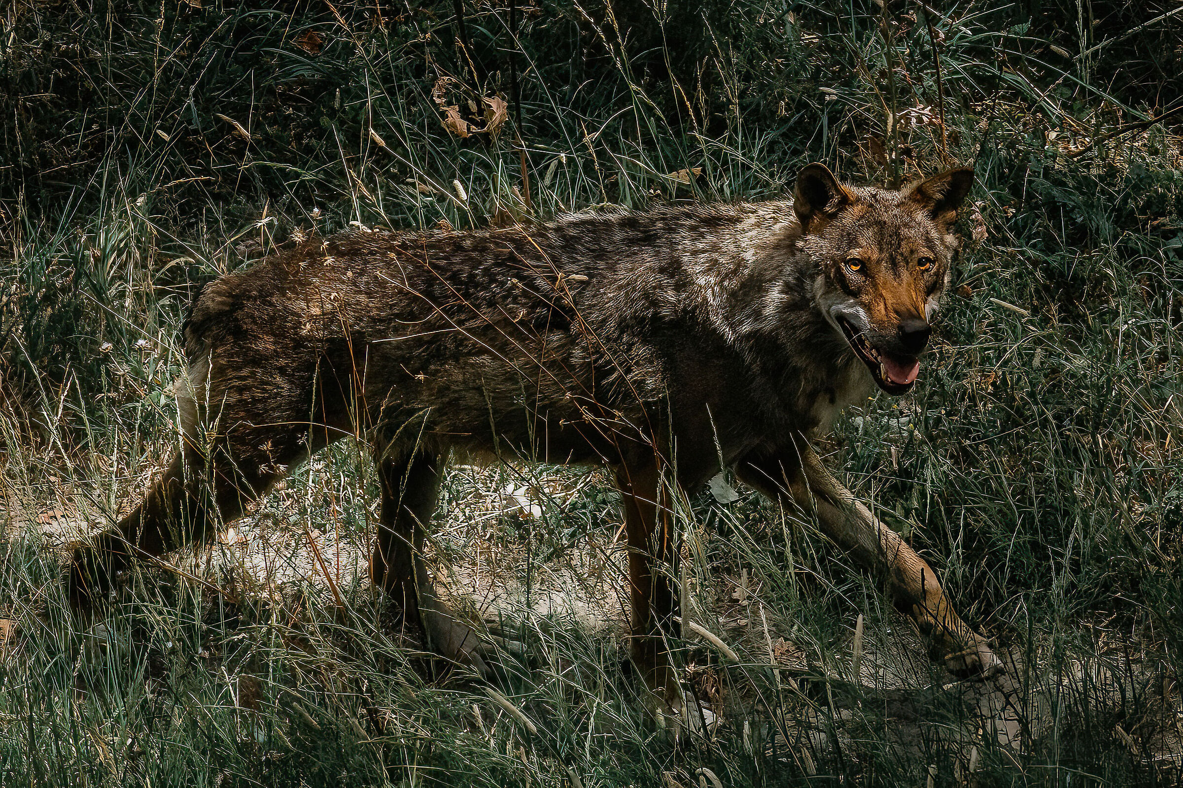 Marsican Wolf