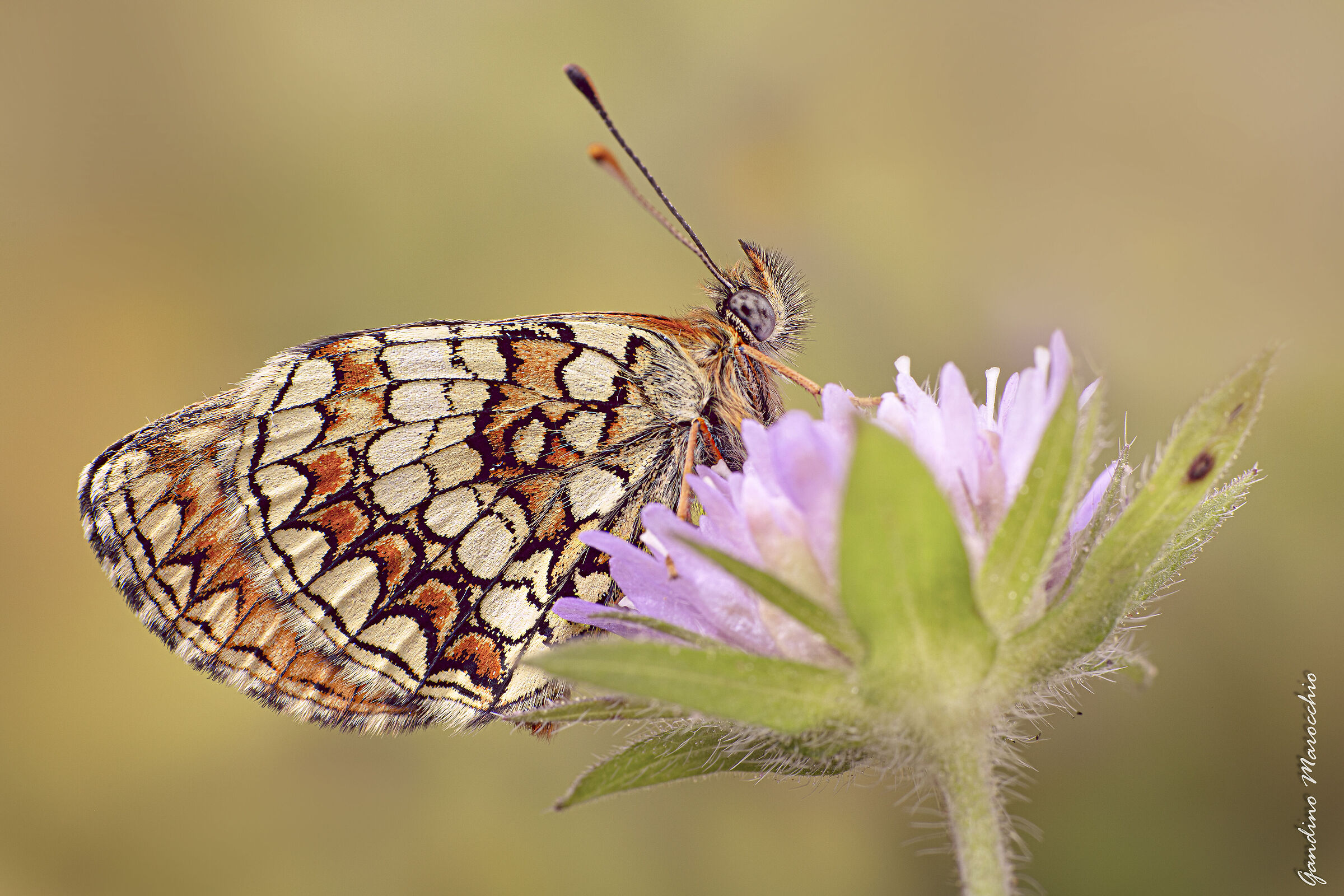 Melitaea Phoebe